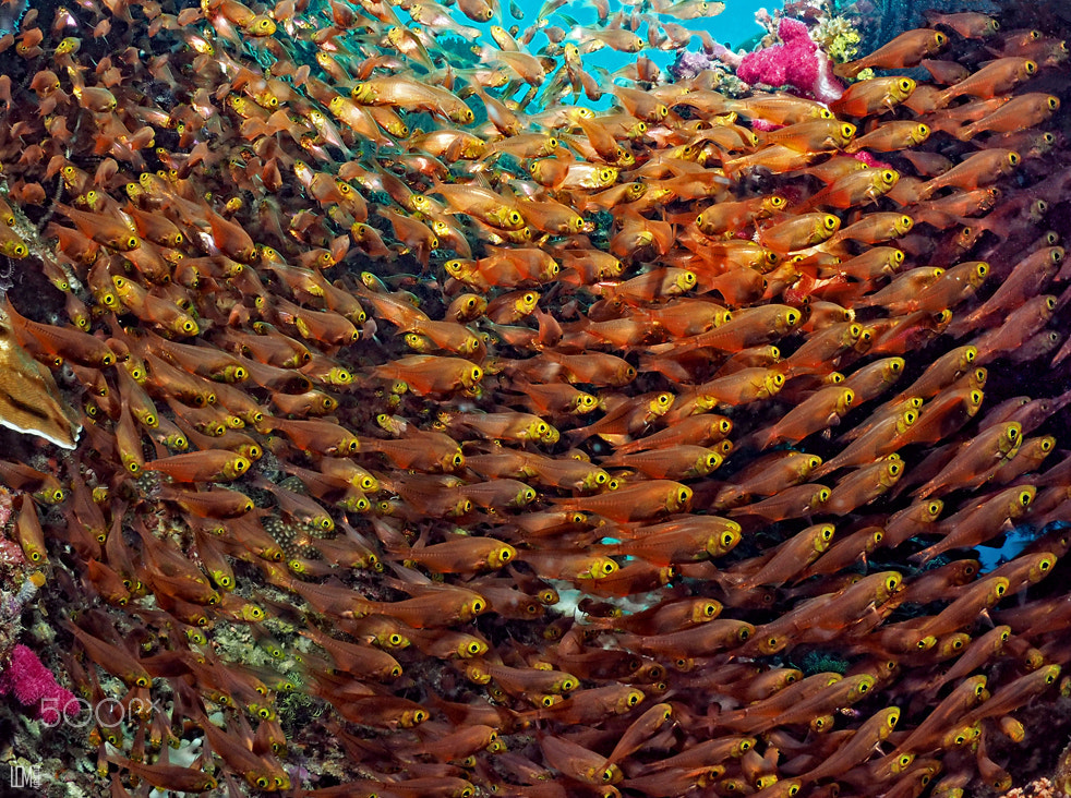 Olympus OM-D E-M5 II + LUMIX G FISHEYE 8/F3.5 sample photo. Reefs of komodo photography