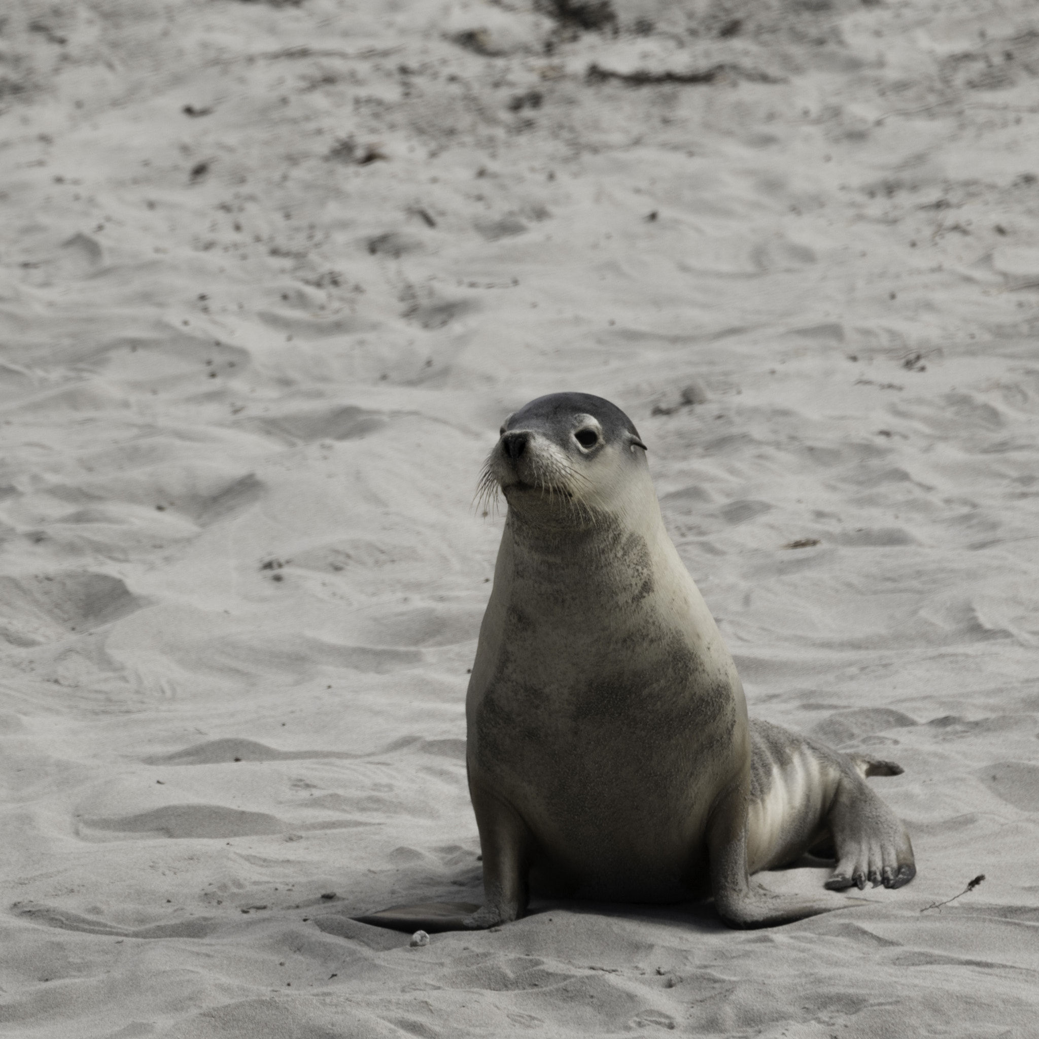 Canon EF 70-300mm F4-5.6L IS USM sample photo. Sea lion pup photography