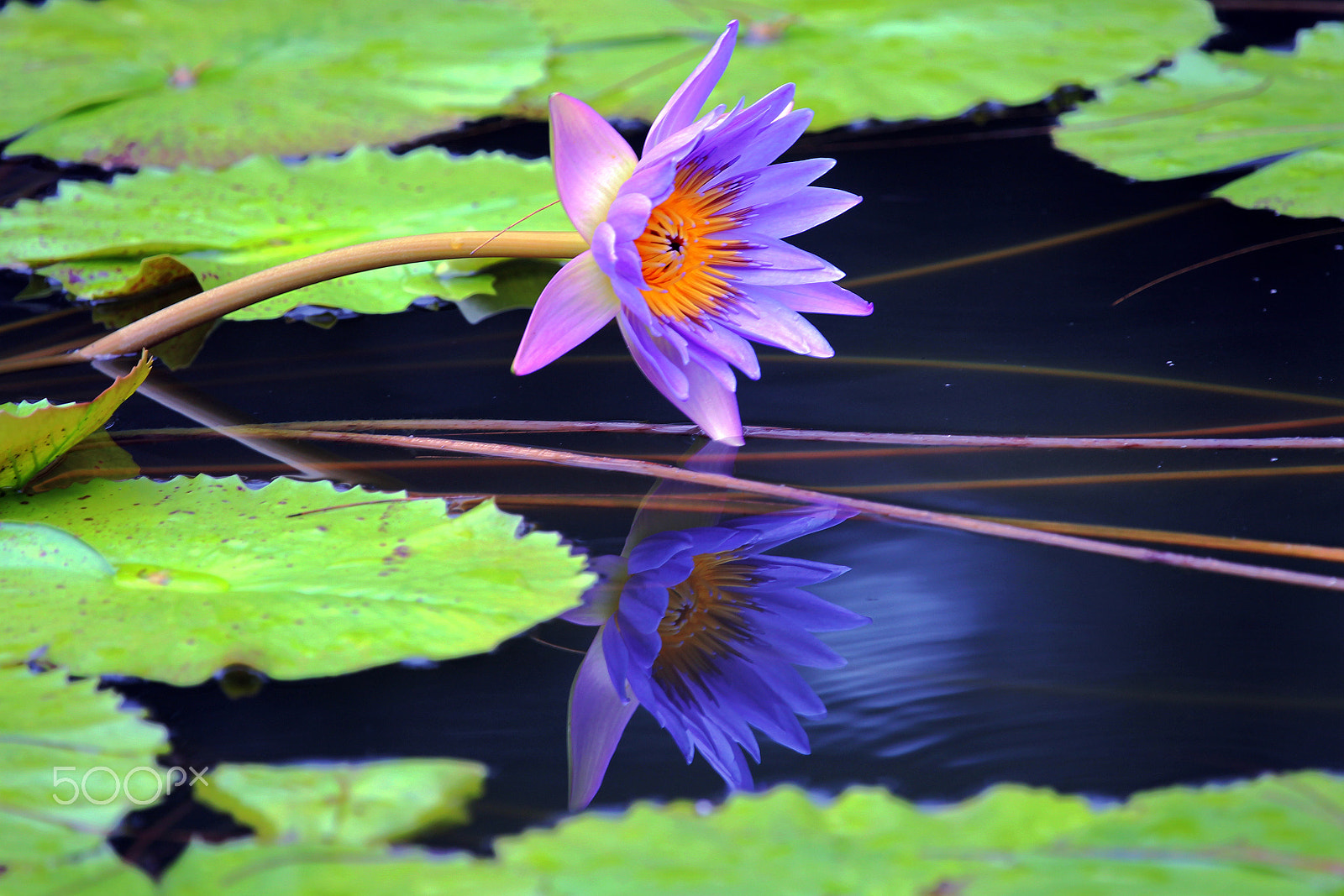 Canon EF 100-400mm F4.5-5.6L IS USM sample photo. Water lily-a photography