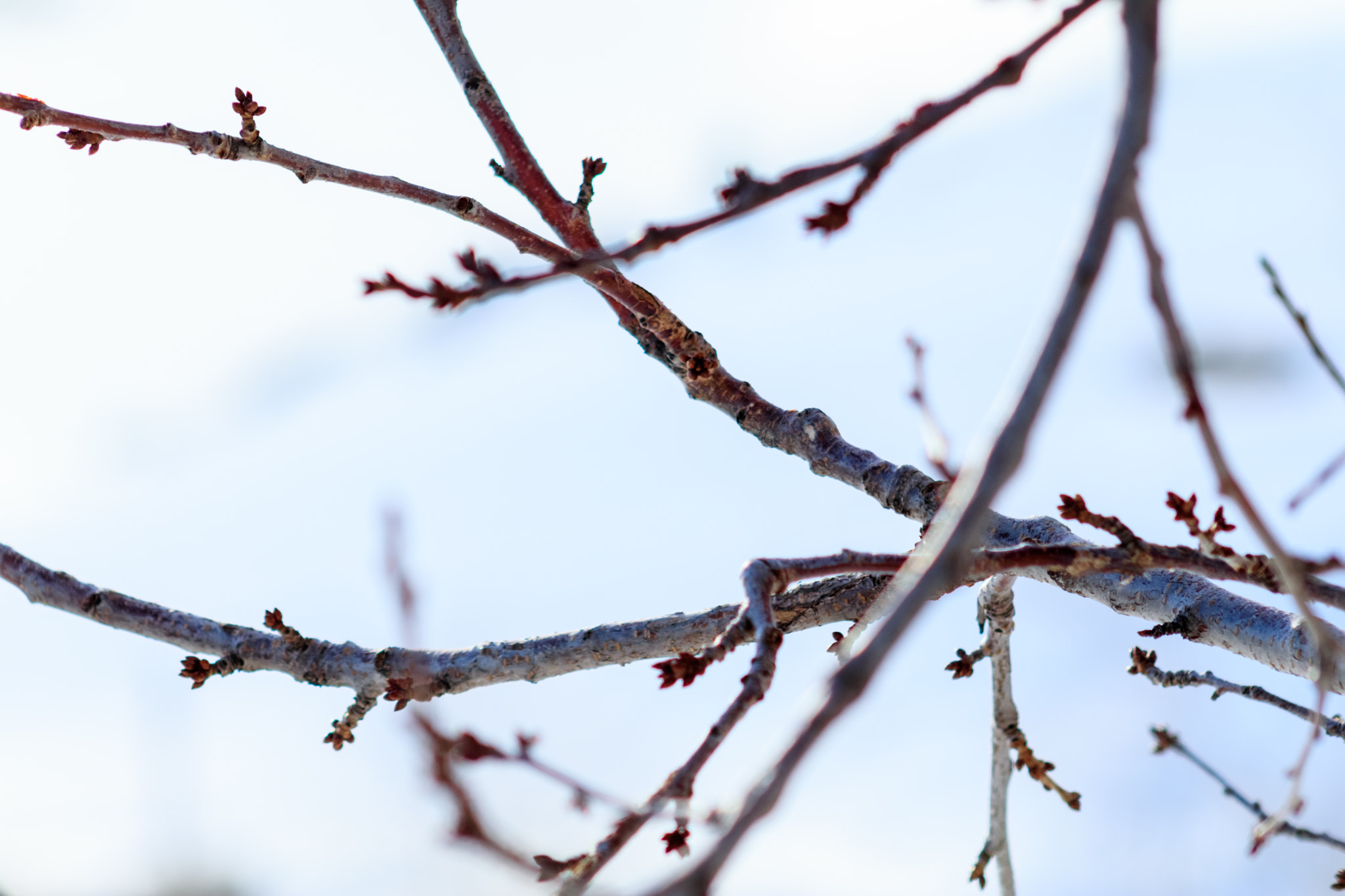 EF75-300mm f/4-5.6 sample photo. Affection photography