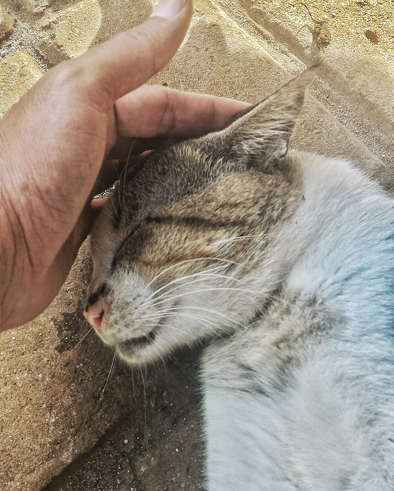 ASUS Z008D sample photo. Sleep hachi photography