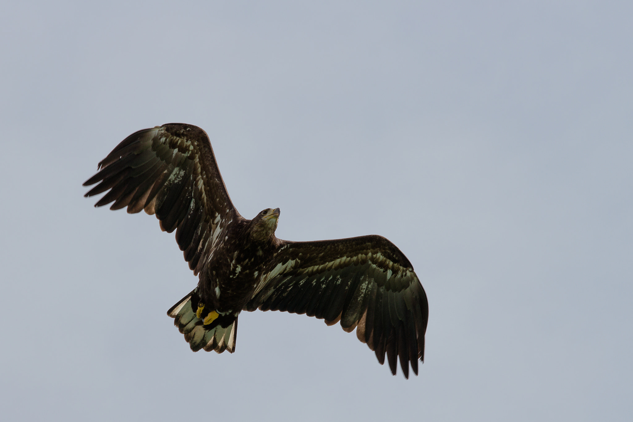 Canon EF 70-300mm F4-5.6 IS USM sample photo. White tailed eagle photography