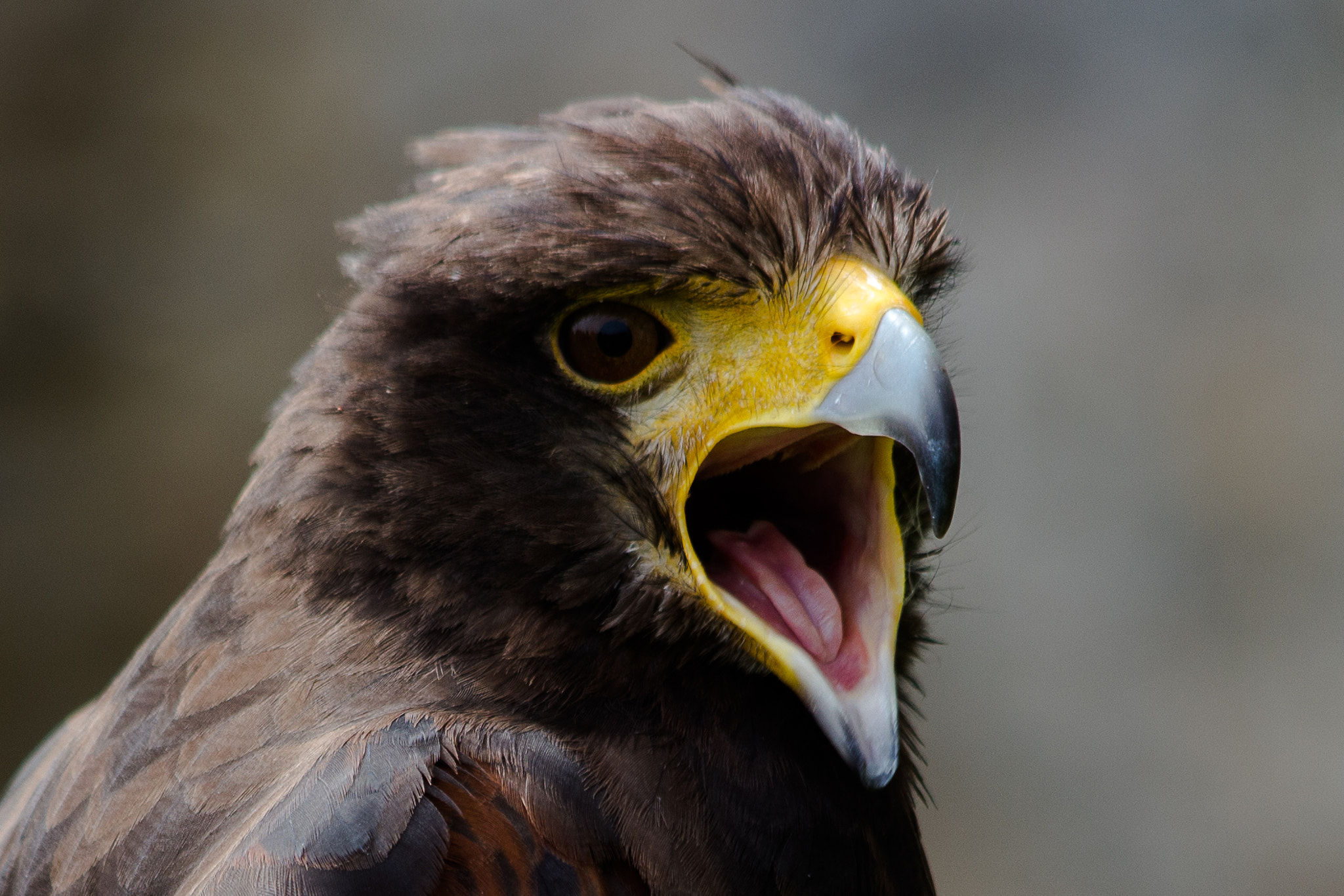 Canon EF 70-300mm F4-5.6 IS USM sample photo. Harris hawk photography
