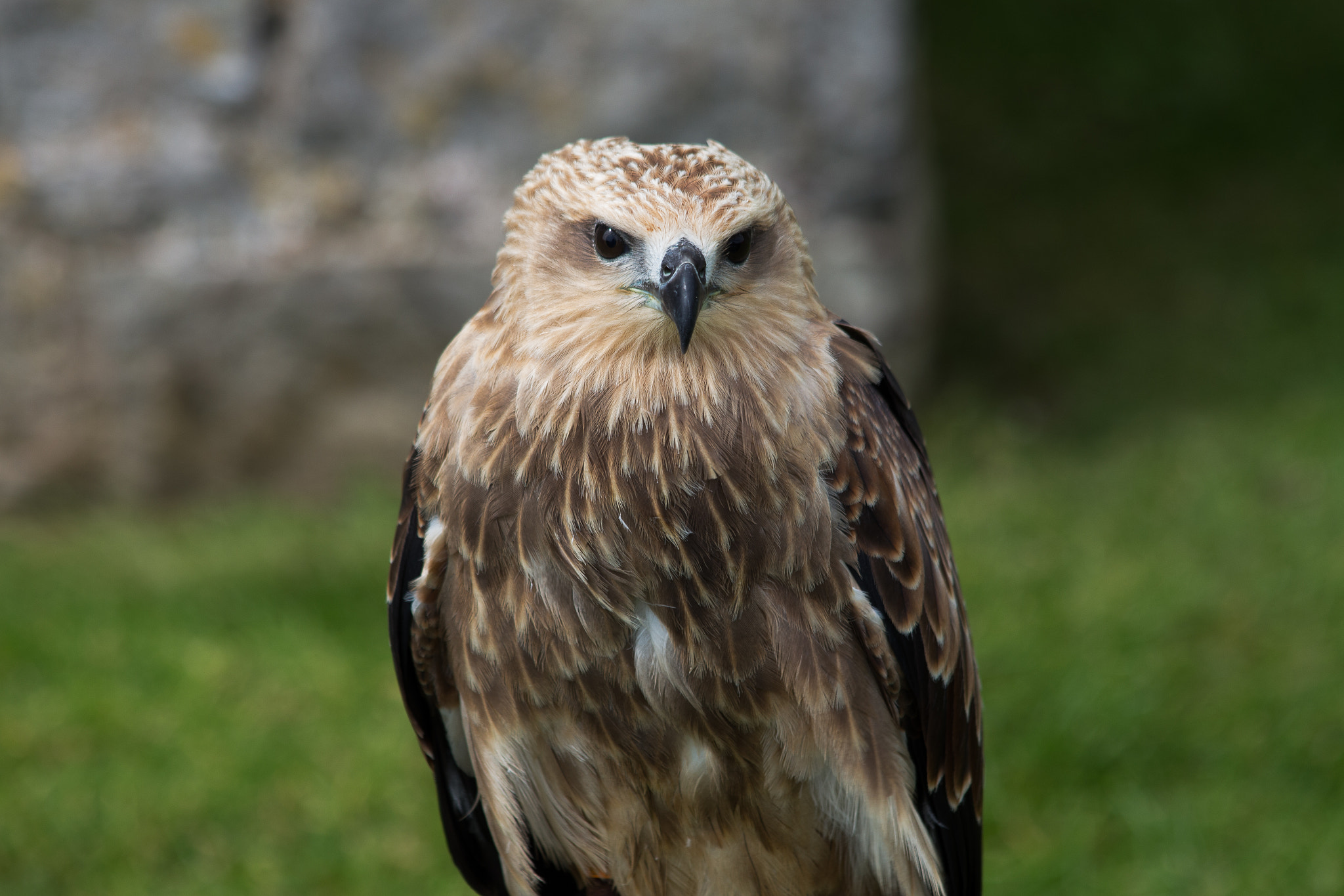 Canon EF 70-300mm F4-5.6 IS USM sample photo. Brahminy kite photography