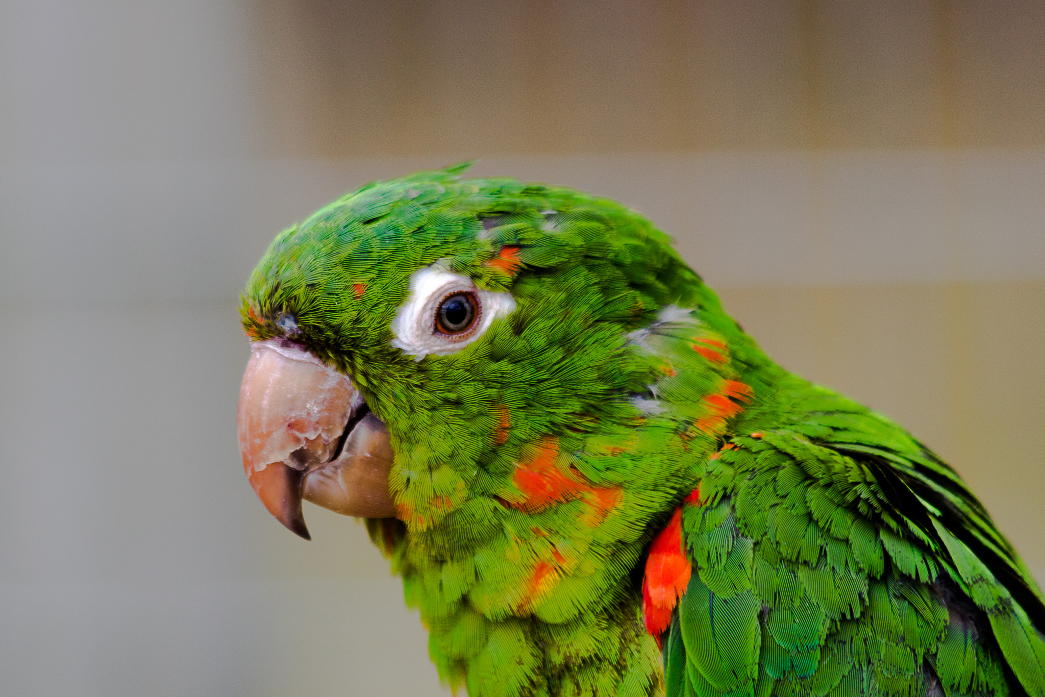 Canon EF 70-300mm F4-5.6 IS USM sample photo. Unknown parakeet photography