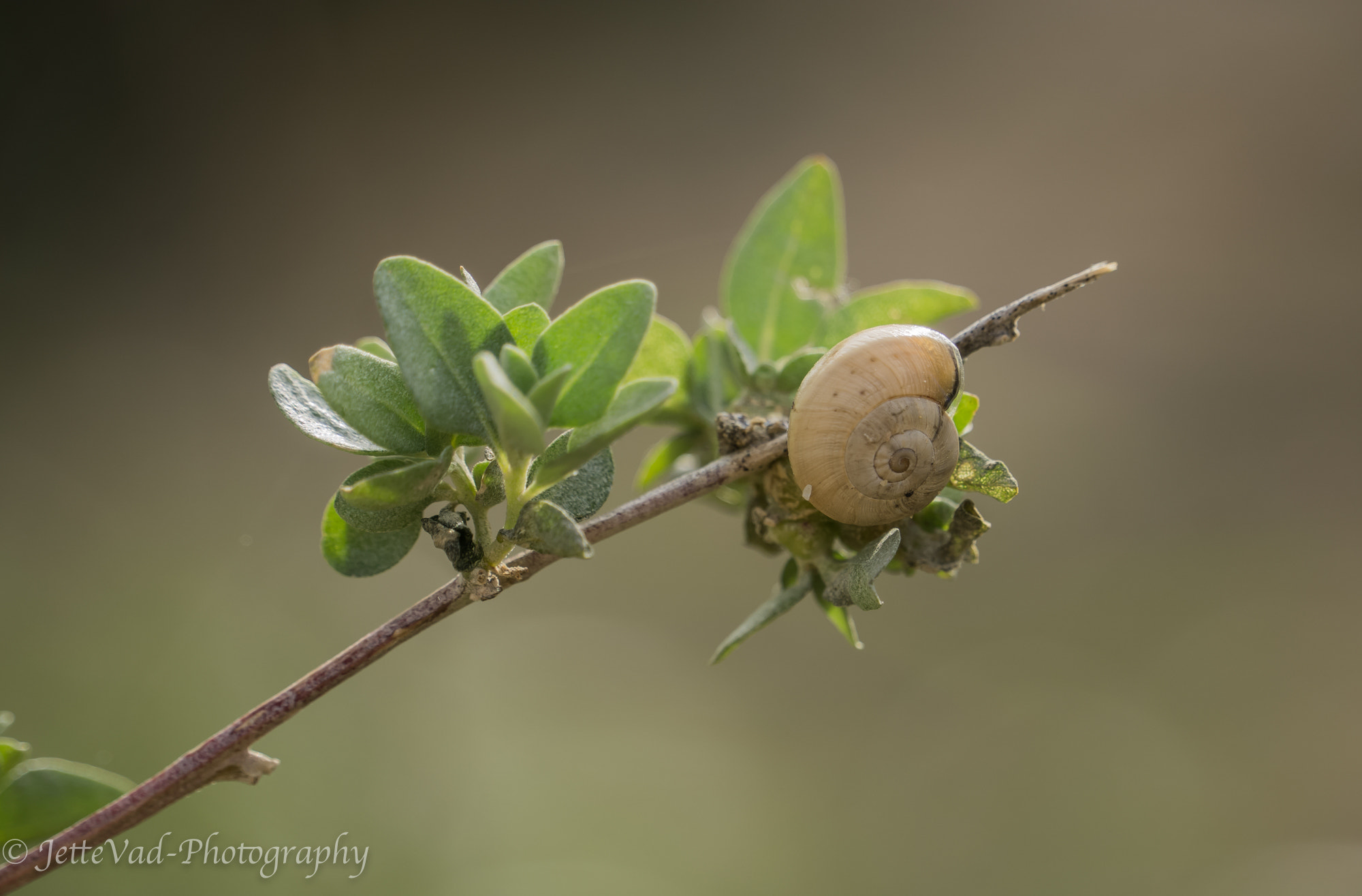 Sony E 18-200mm F3.5-6.3 OSS sample photo. Snail on branch photography