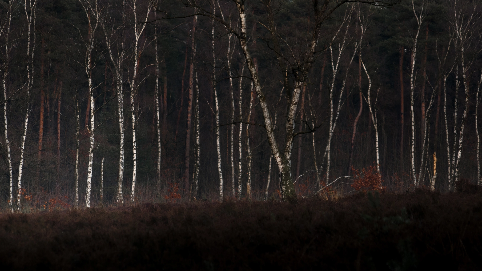 Pentax *ist DL2 sample photo. Birch trees photography