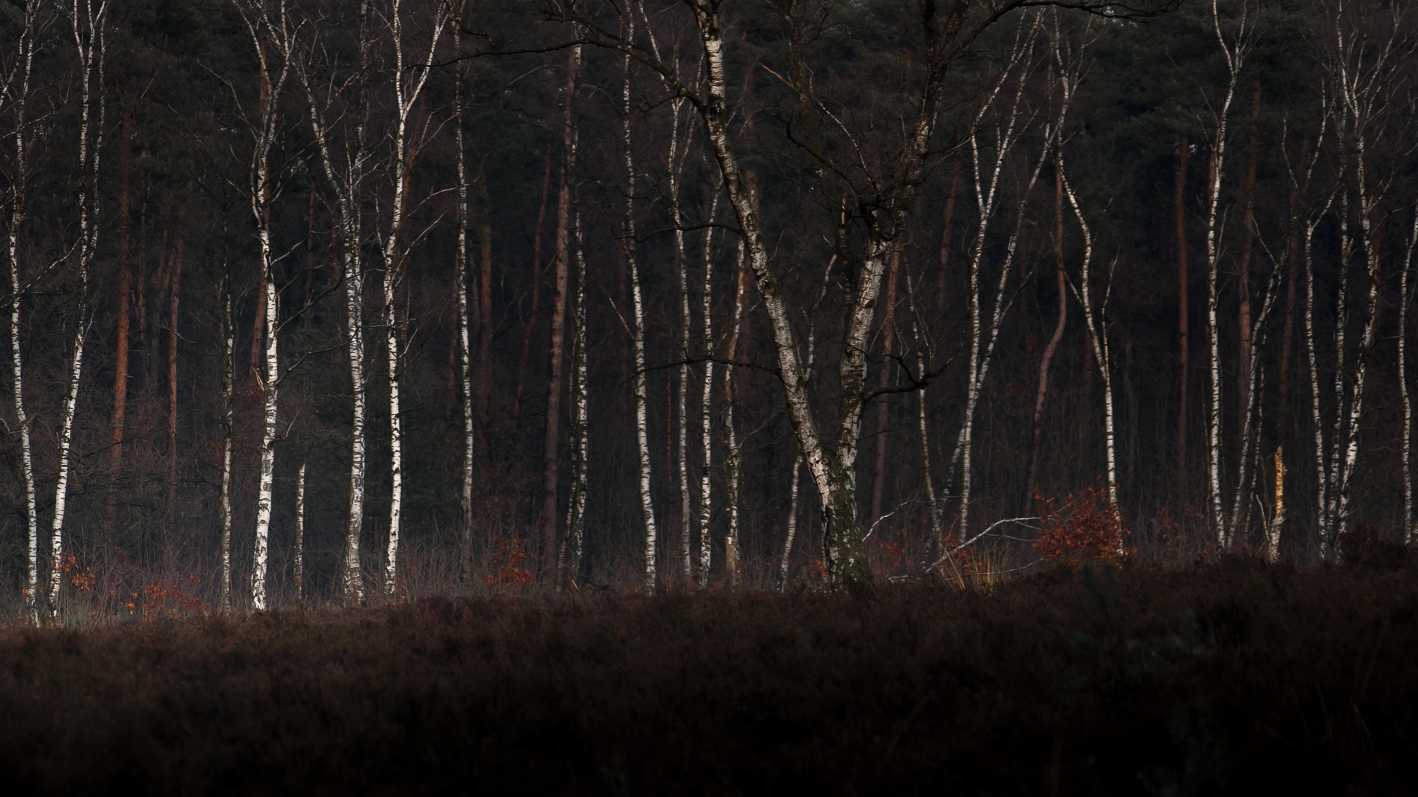 Pentax *ist DL2 + Sigma sample photo. Birch trees photography