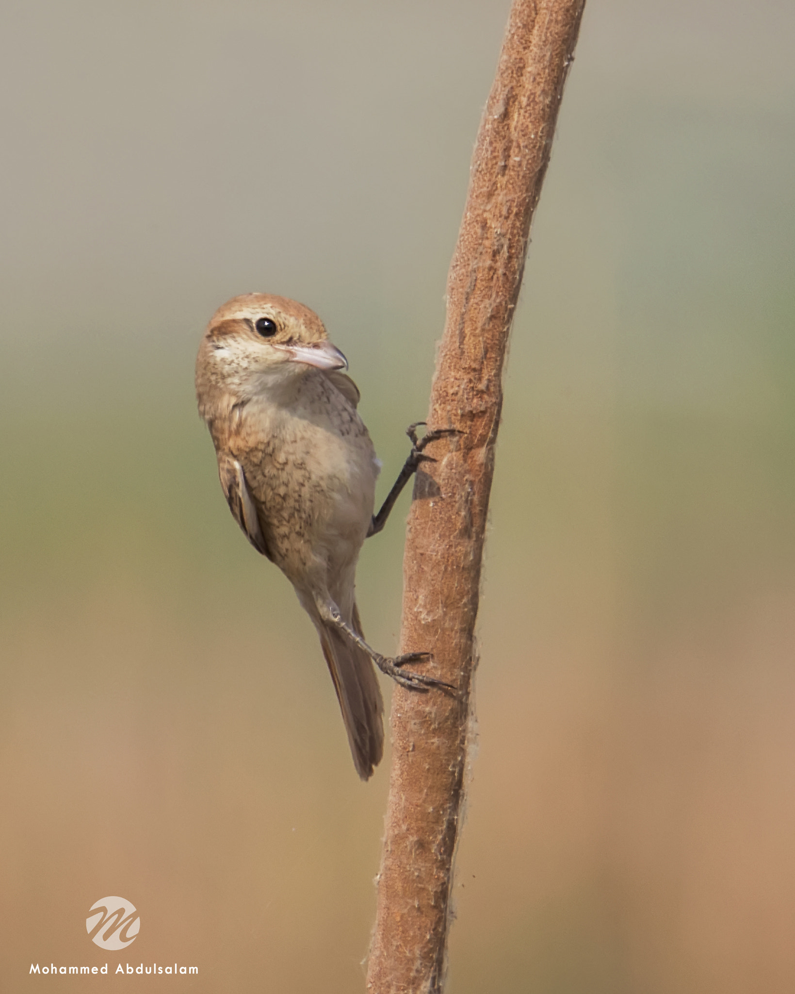 Nikon D610 + Sigma 50mm F2.8 EX DG Macro sample photo. Bird photography