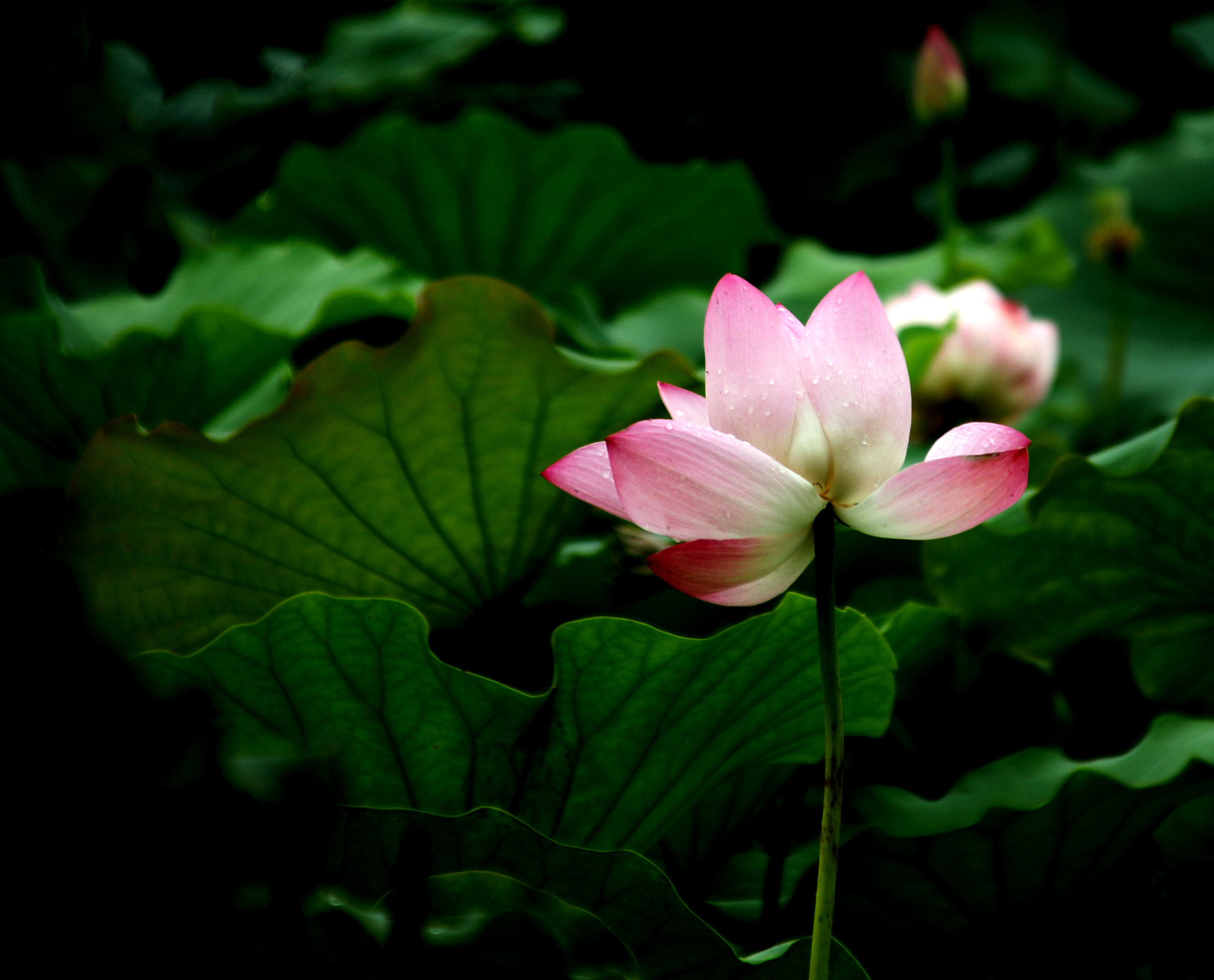 Canon EOS 70D + Canon TS-E 90mm F2.8 Tilt-Shift sample photo