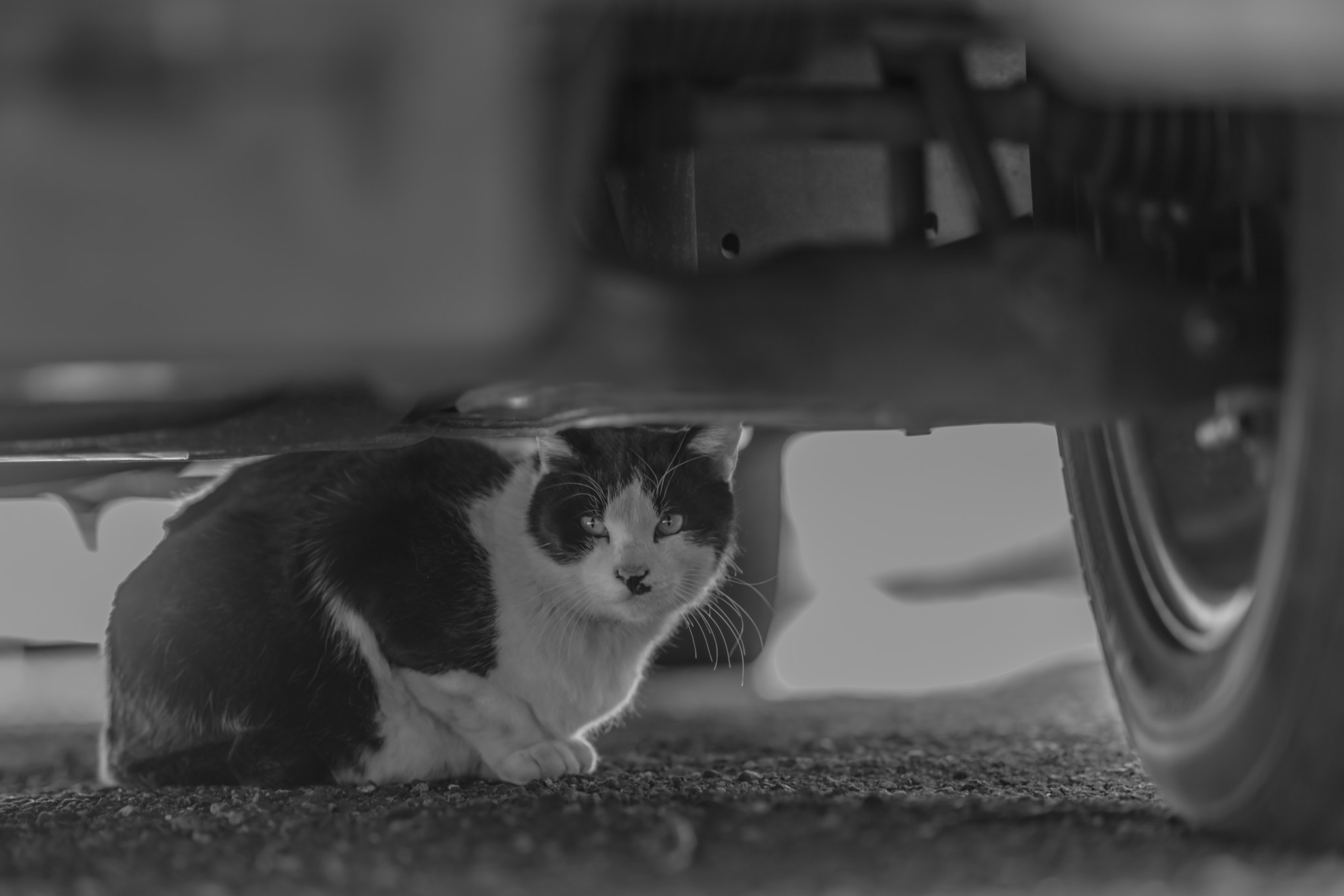 Sony Planar T* 85mm F1.4 ZA sample photo. Hi! friend! photography