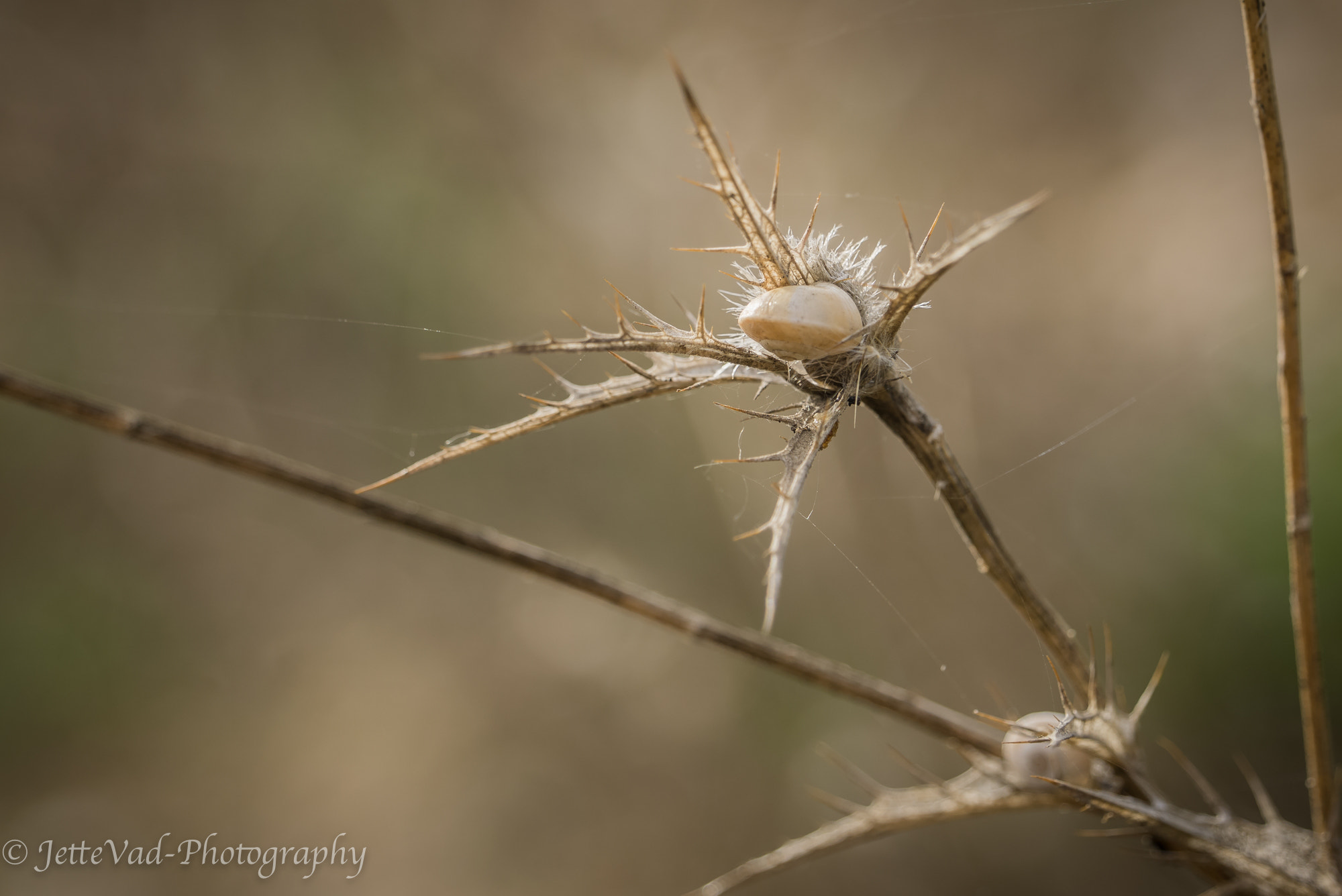 Sony E 18-200mm F3.5-6.3 OSS sample photo. Snail and thorns photography