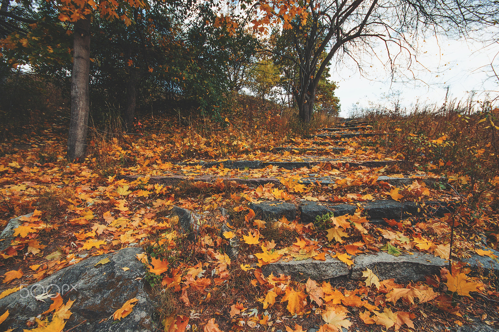 Canon EOS 1100D (EOS Rebel T3 / EOS Kiss X50) + Sigma 10-20mm F4-5.6 EX DC HSM sample photo. Autumn steps photography