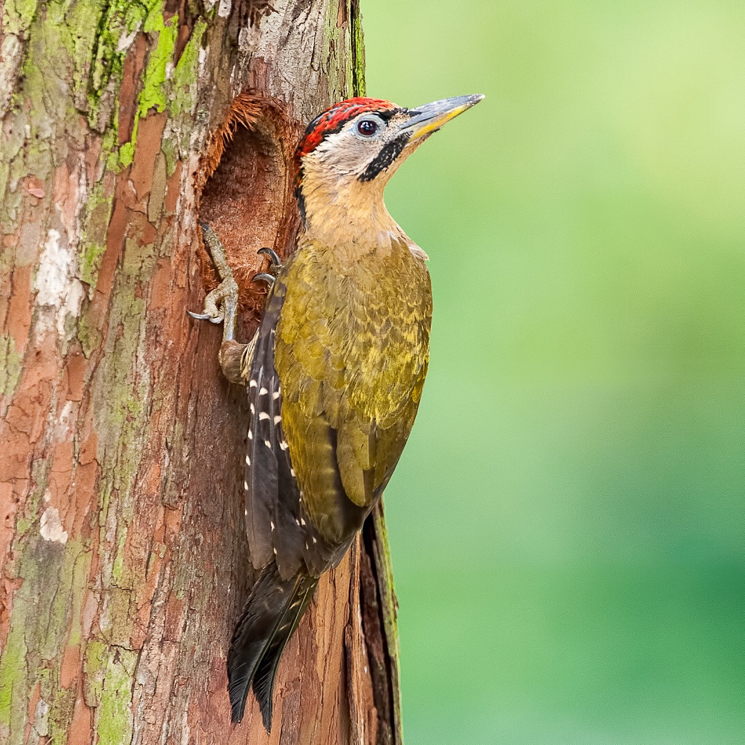Nikon D300 + Nikon AF-S Nikkor 500mm F4G ED VR sample photo. Laced woodpecker. a species found throughout south ... photography