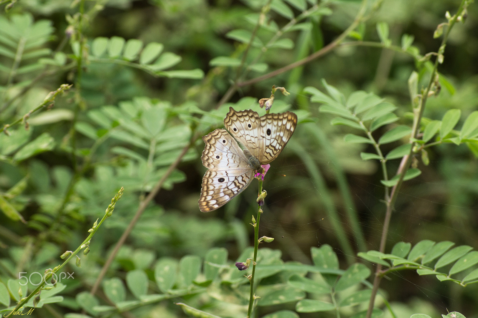 Sigma 55-200mm f/4-5.6 DC sample photo. Papillon photography