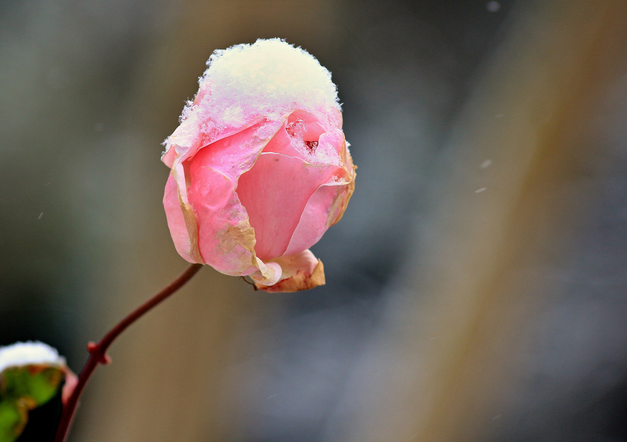 Canon EOS 650D (EOS Rebel T4i / EOS Kiss X6i) sample photo. Pink rose photography