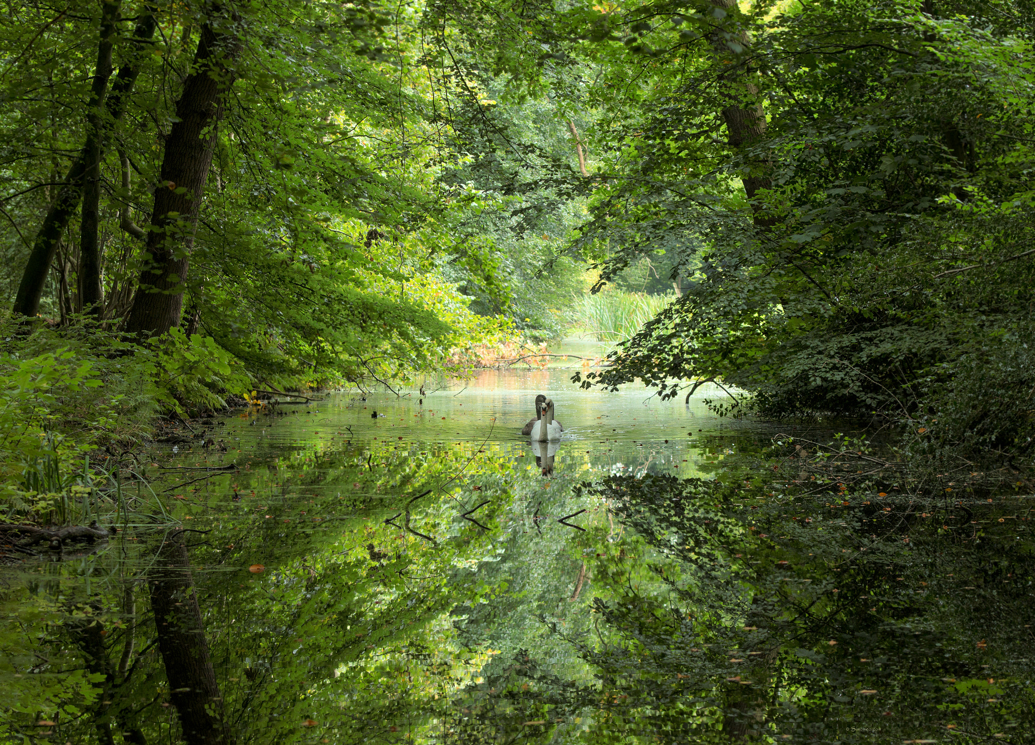 Sigma 105mm F2.8 EX DG OS HSM sample photo. Swan lake photography