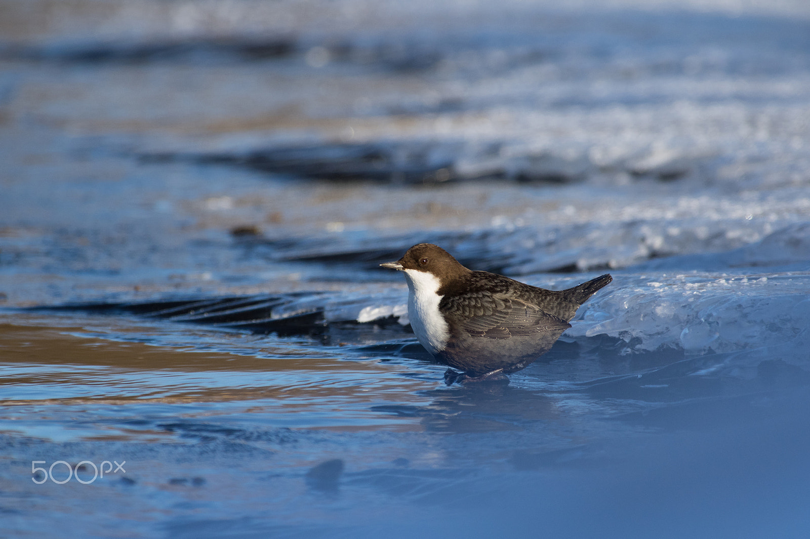 Pentax K-3 sample photo. Dipper in winter photography