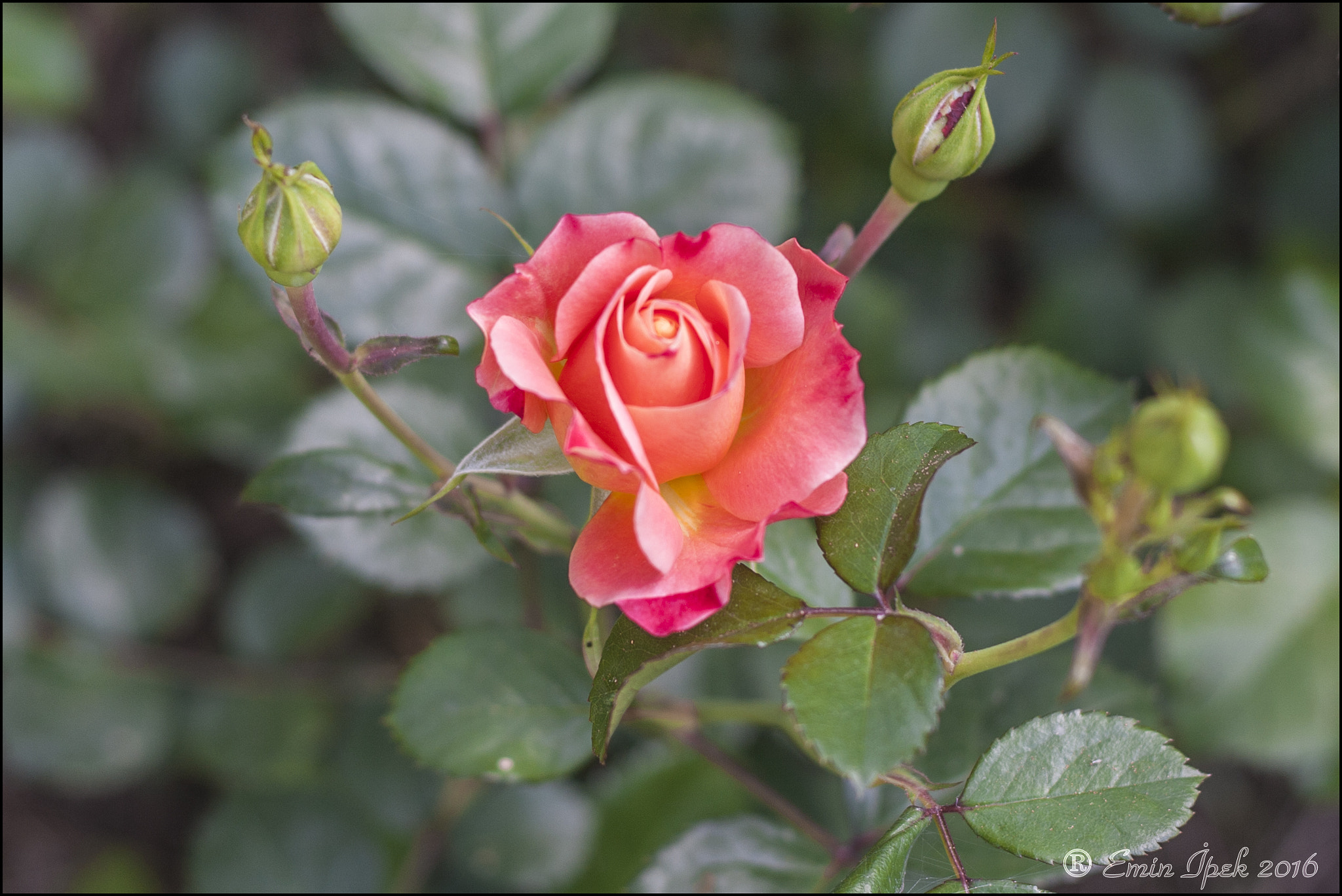 Canon EOS 40D sample photo. Rose photography