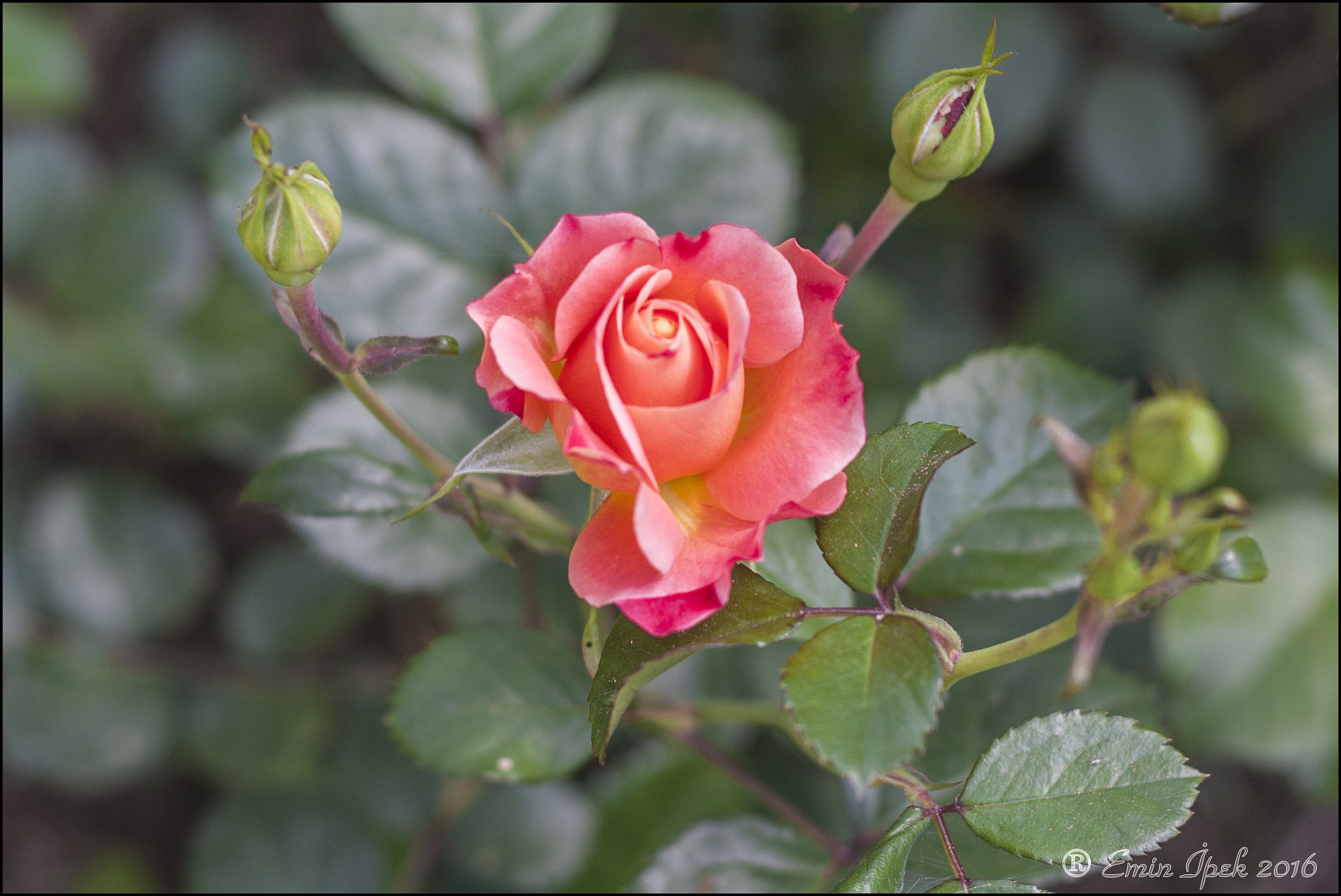 Canon EOS 40D + Canon EF 50mm F1.8 STM sample photo. Rose photography