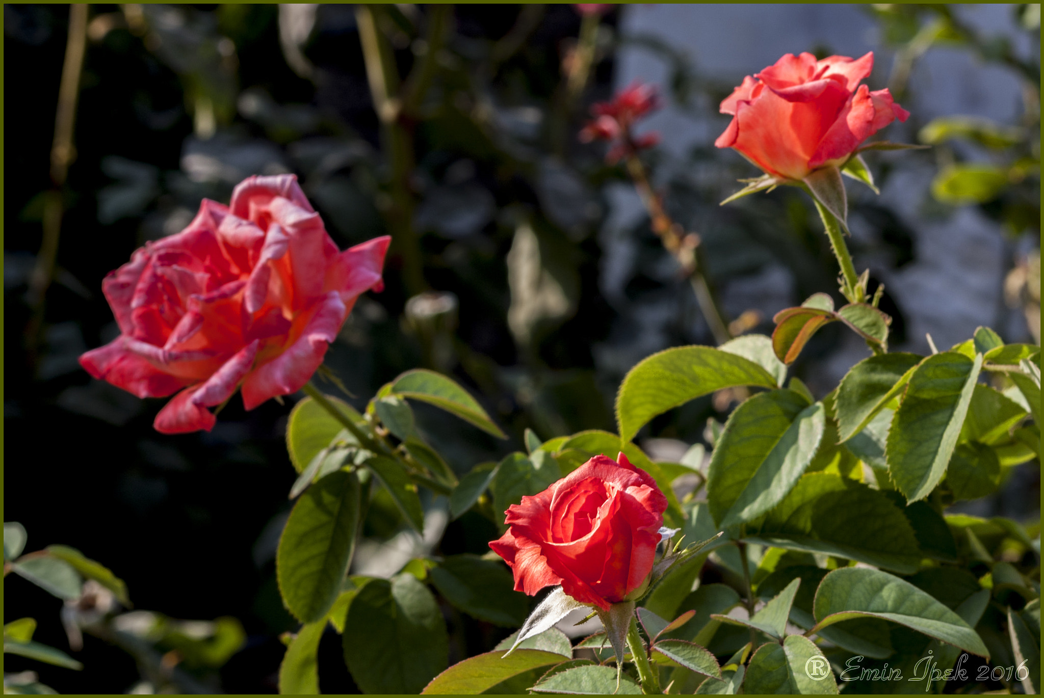 Canon EOS 40D sample photo. Rose photography