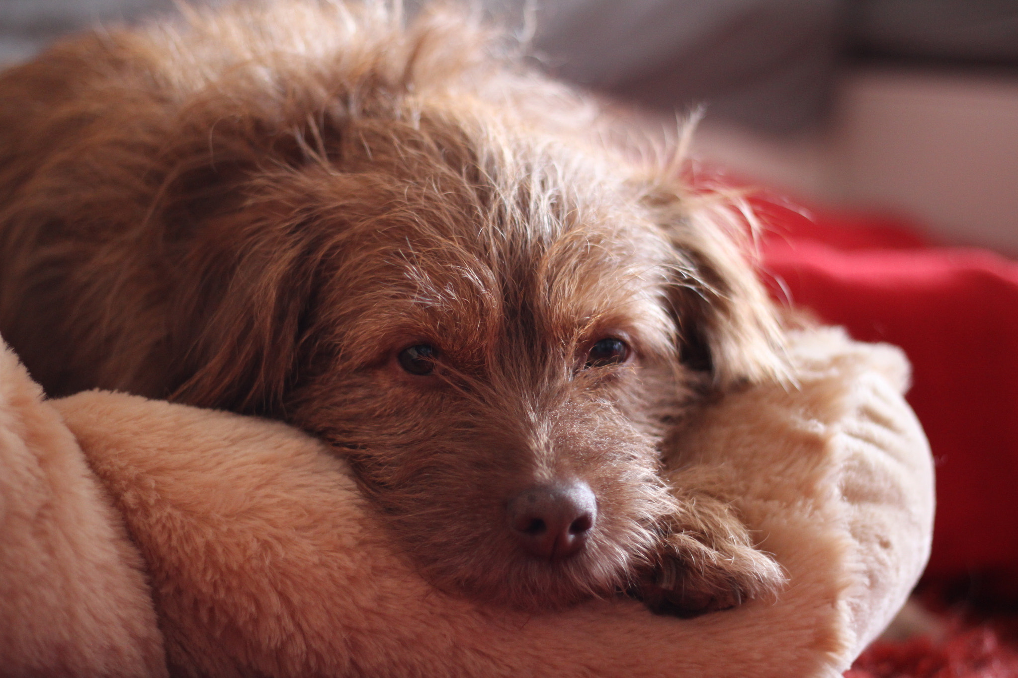 Canon EOS 500D (EOS Rebel T1i / EOS Kiss X3) sample photo. Laying on my big teddy bear's leg photography