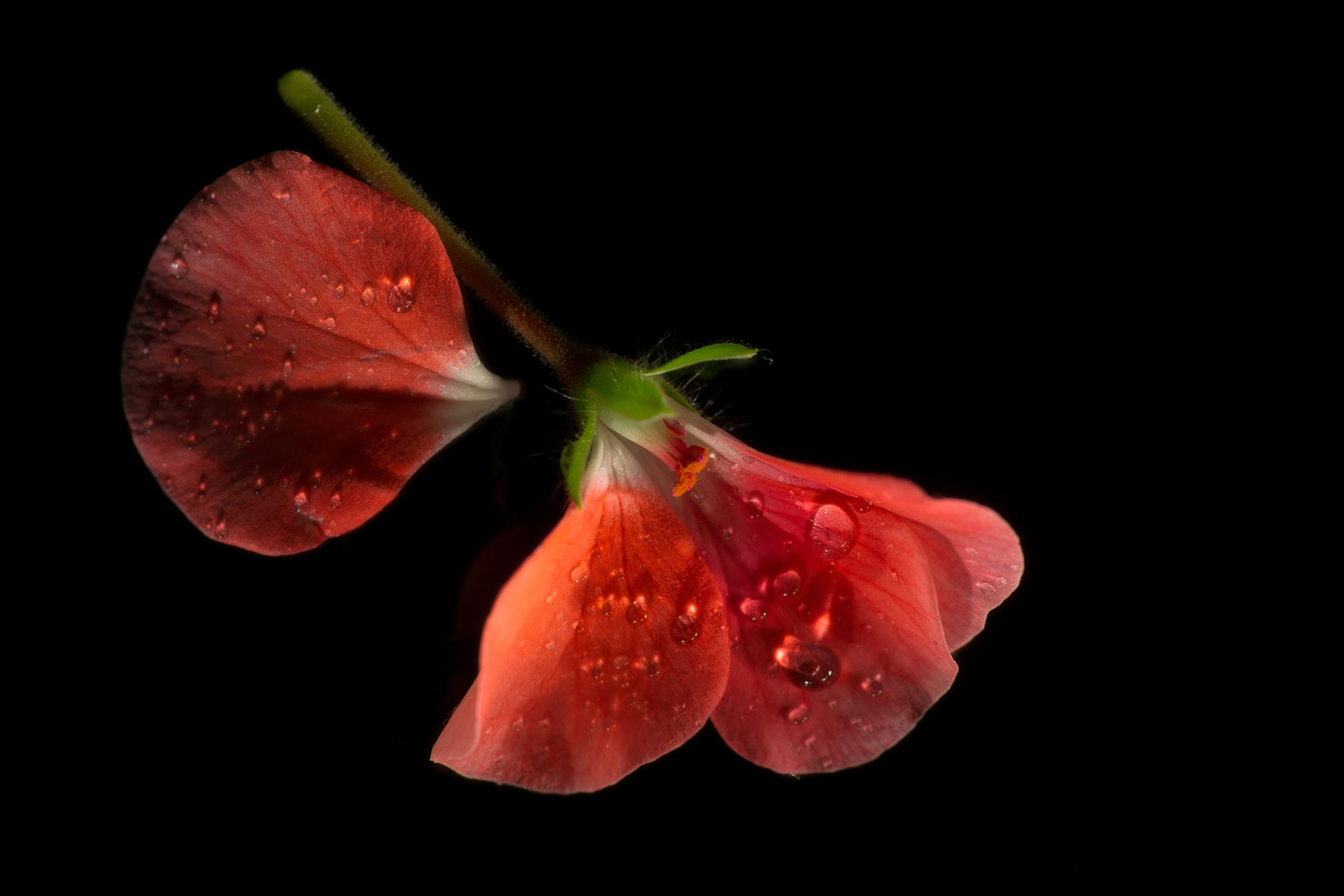 Sony Alpha DSLR-A850 sample photo. Geranium flower on a black background. photography