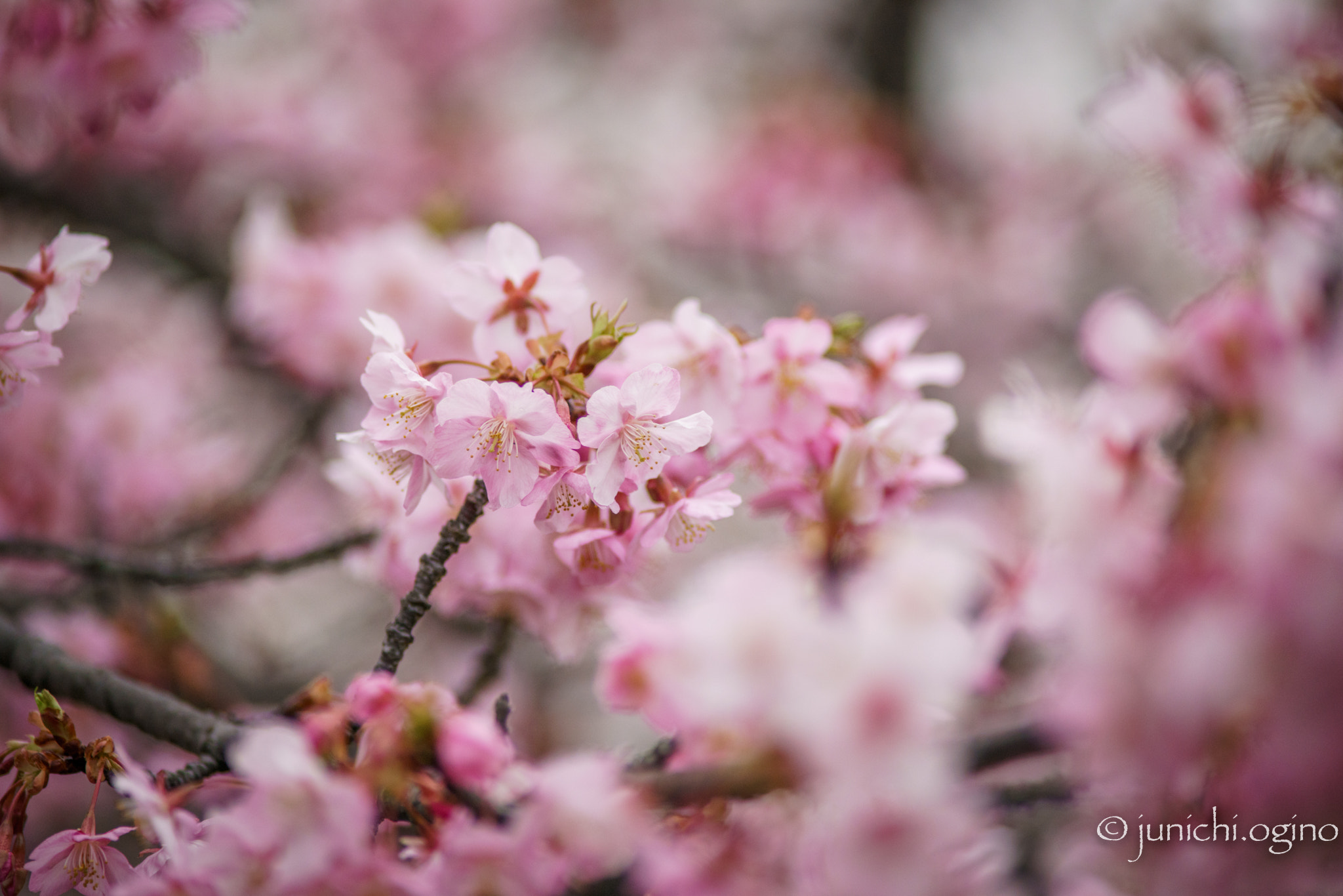 Sony a7R II + Minolta AF 200mm F2.8 HS-APO G sample photo. Flower gob photography