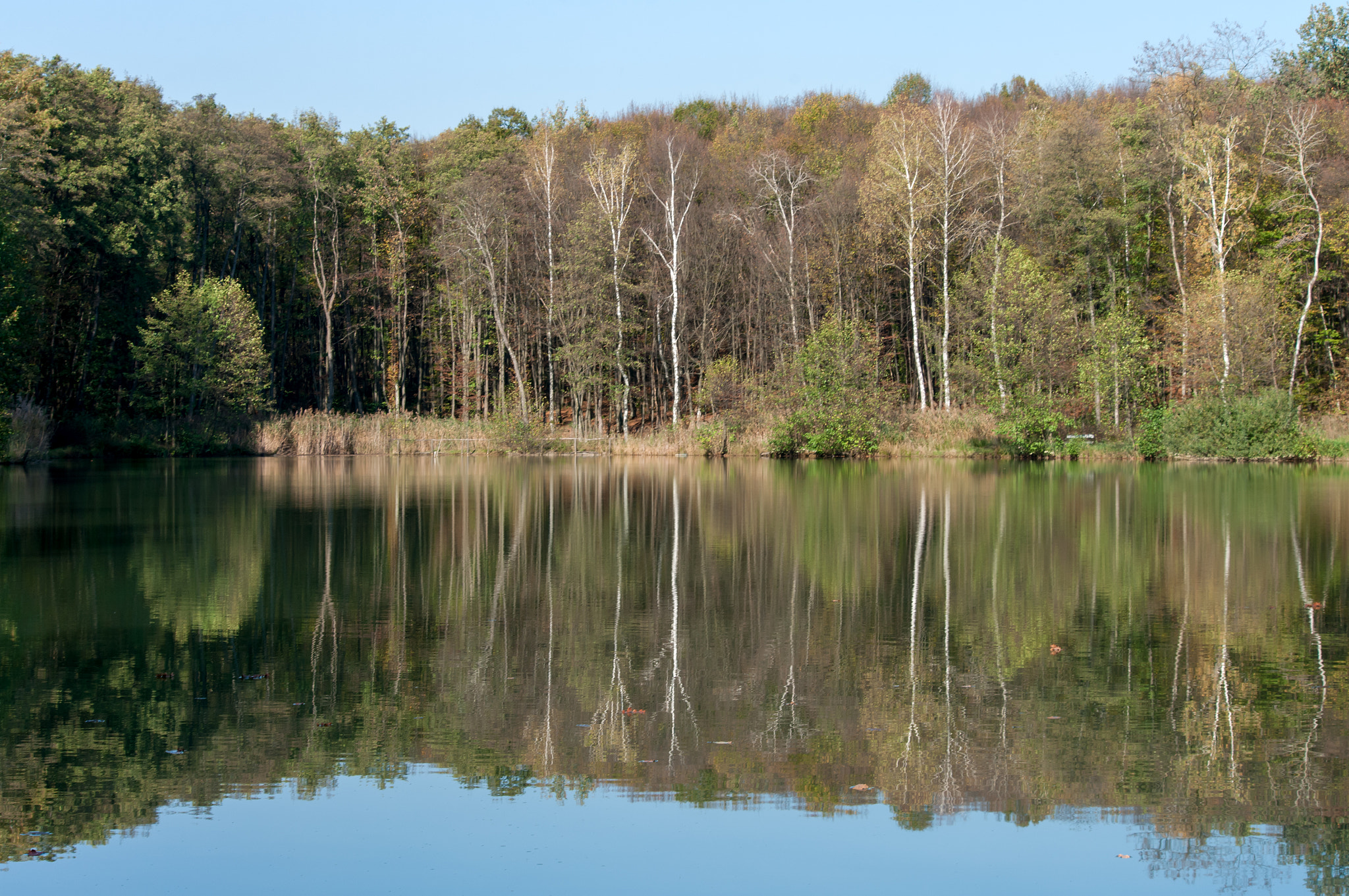 Pentax K20D sample photo. Gović forest while it was still there photography