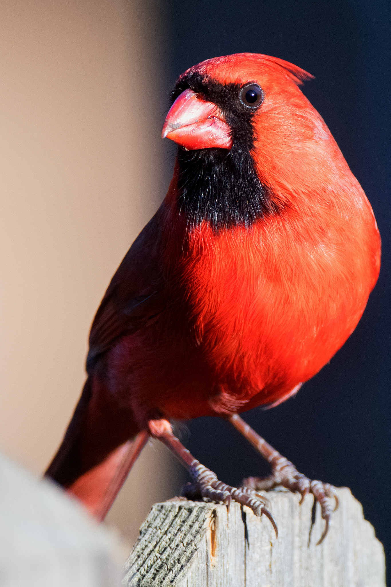 Canon EOS 80D + Canon EF 500mm F4L IS USM sample photo. Male cardinal turned photography