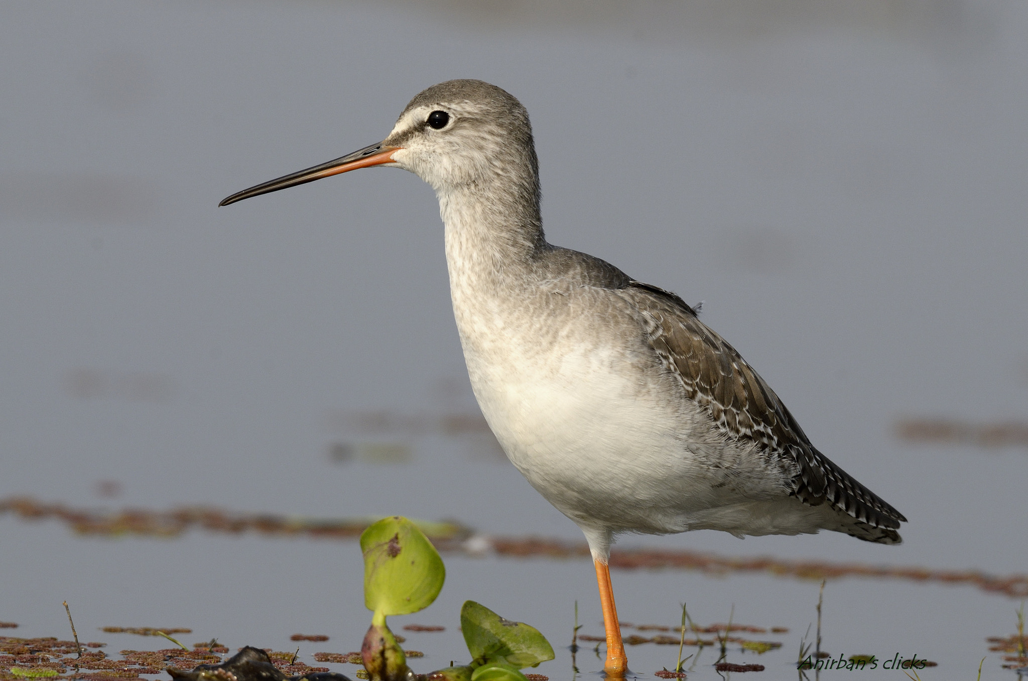 Nikon AF-S Nikkor 200-500mm F5.6E ED VR sample photo. Spotted redshank photography