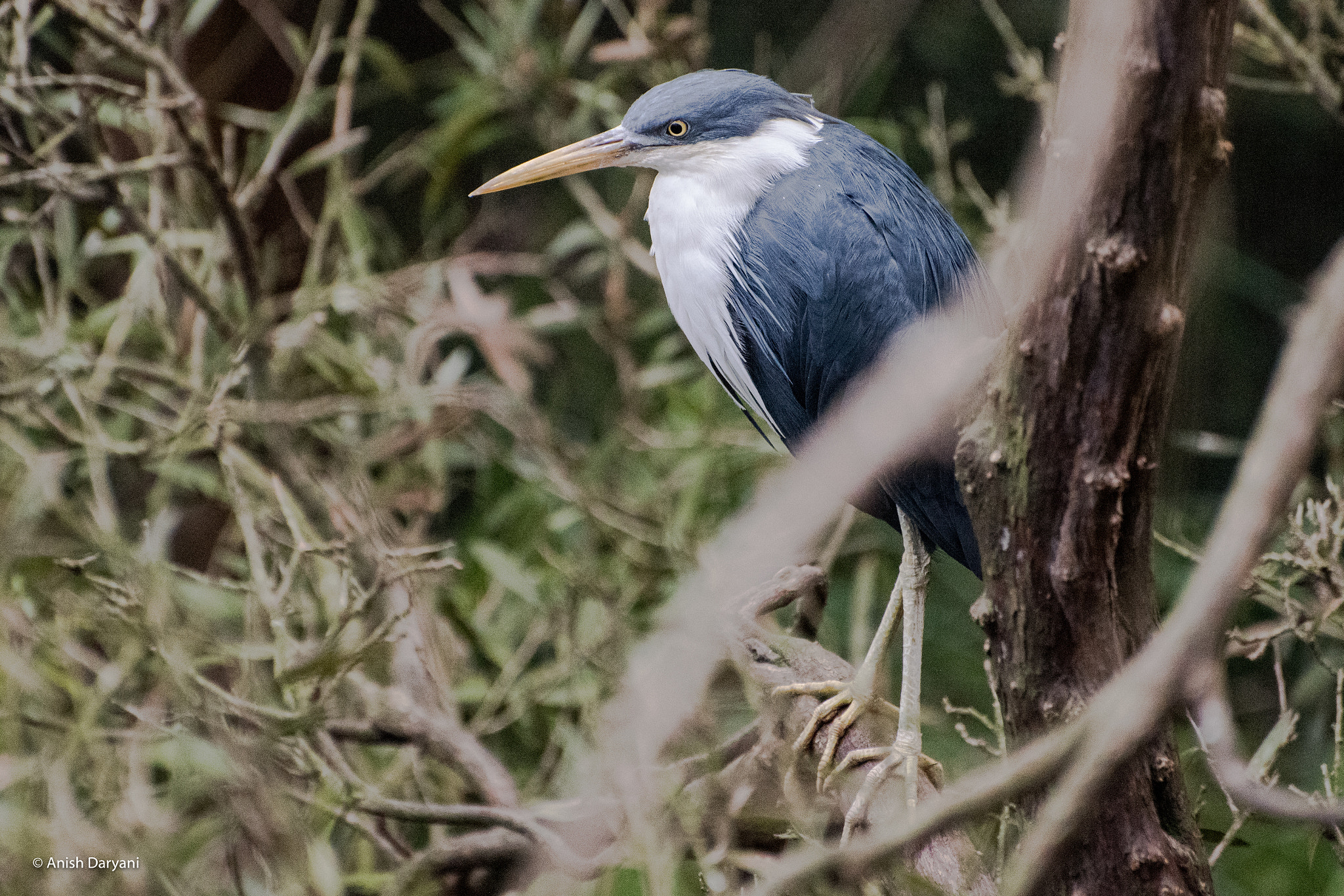 Nikon D810 sample photo. Pied heron photography