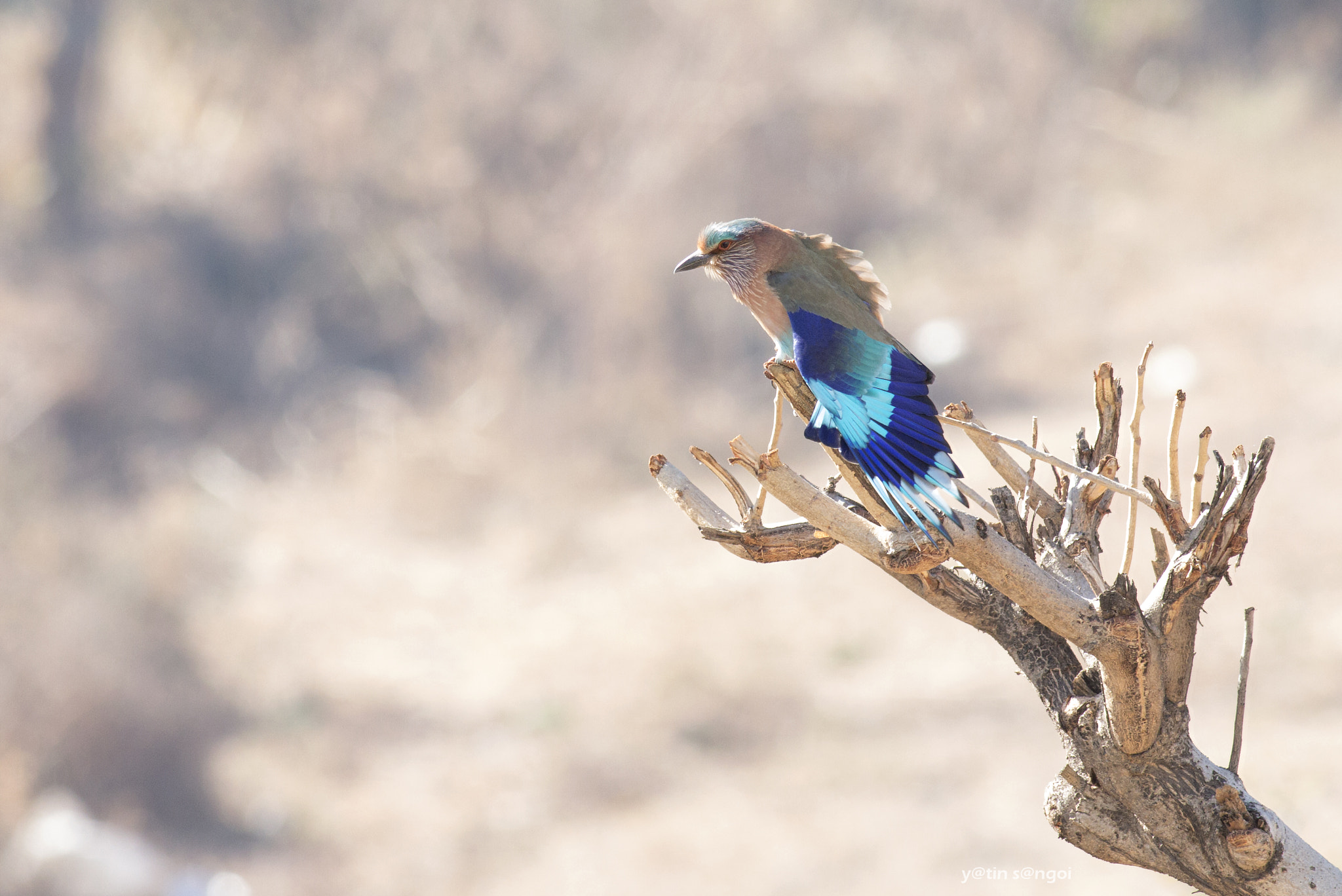 Canon EOS 70D + Canon EF 400mm F5.6L USM sample photo. Indian roller photography