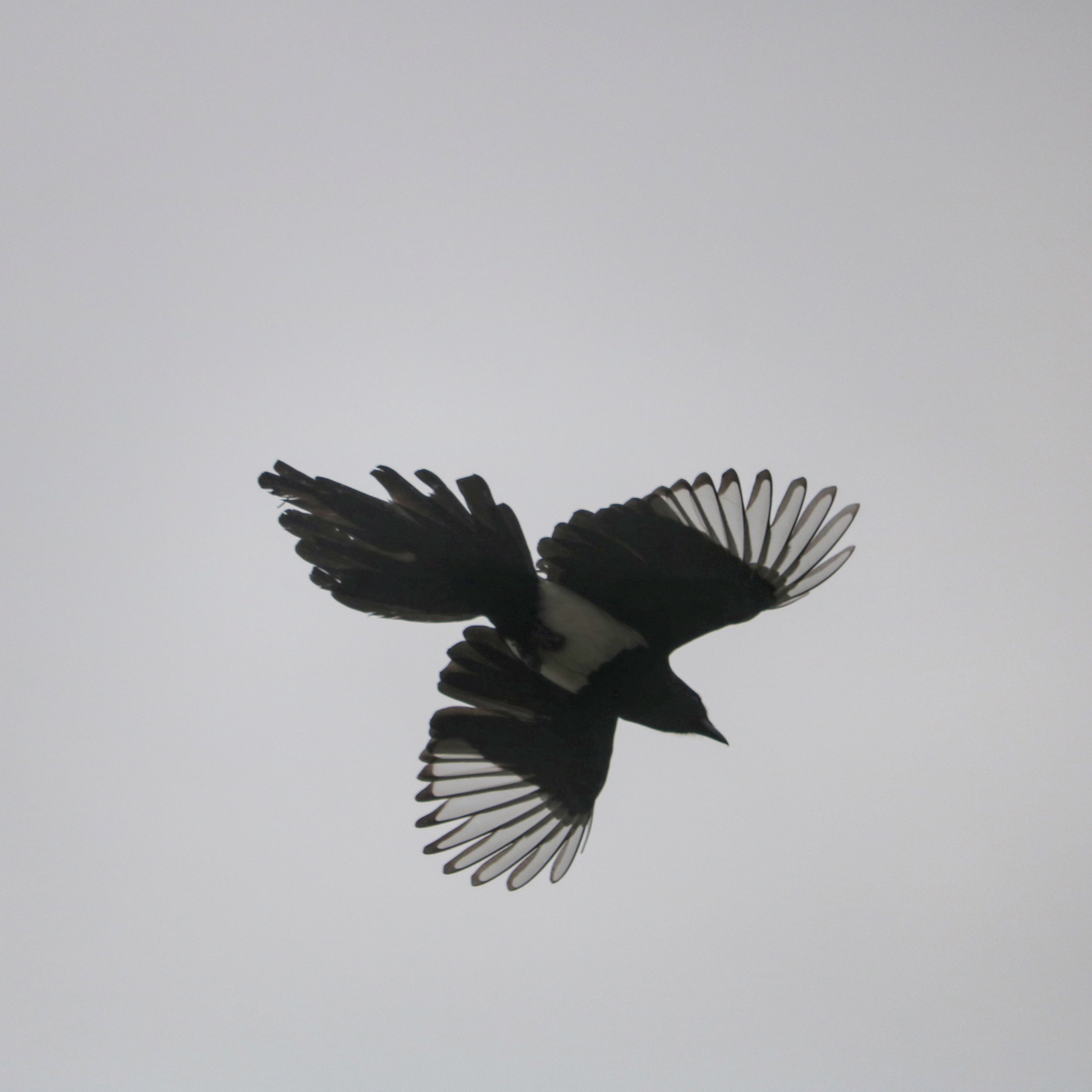 Canon EOS 750D (EOS Rebel T6i / EOS Kiss X8i) + Canon EF-S 55-250mm F4-5.6 IS STM sample photo. Magpie photography