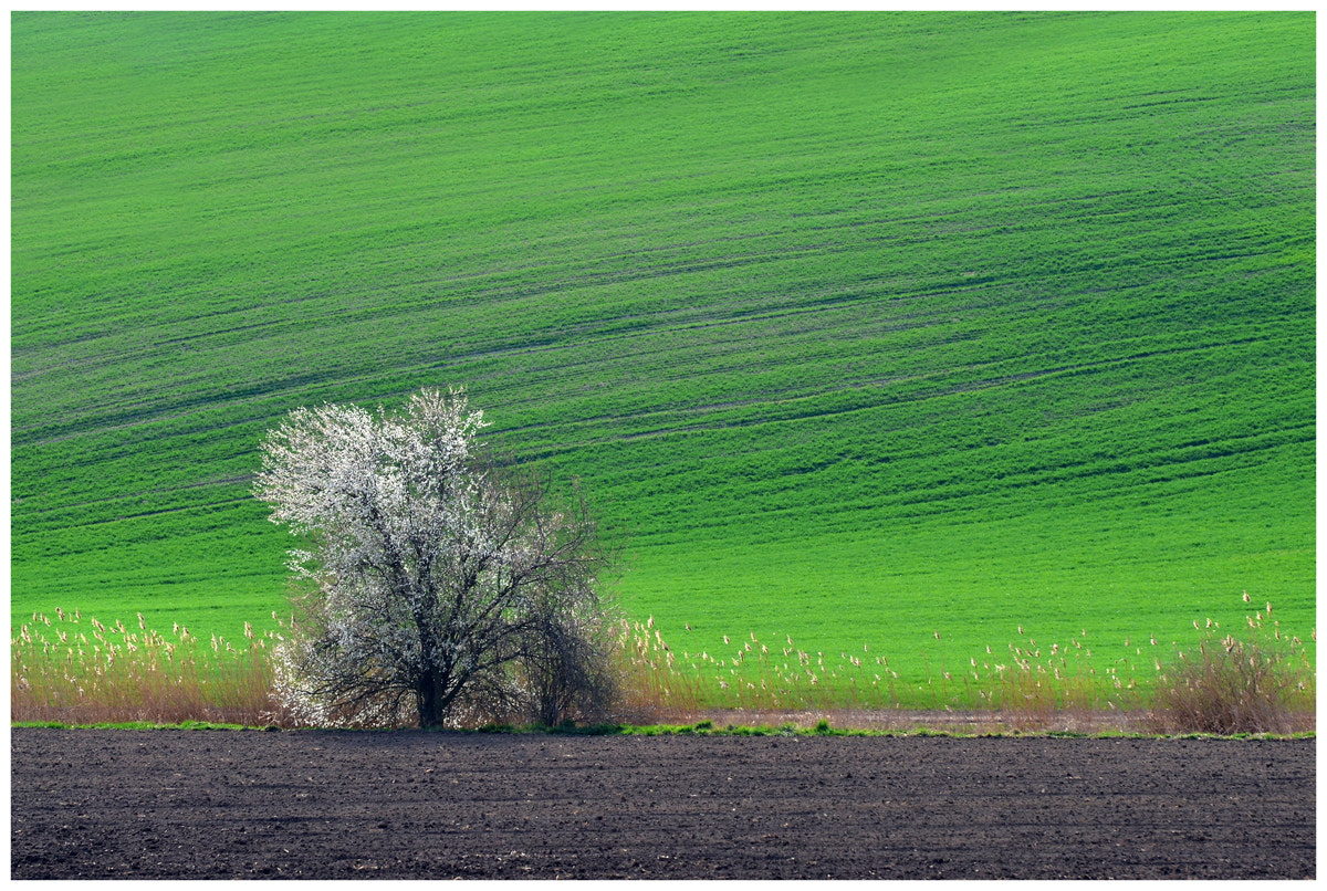 Nikkor 45mm f/2.8 P sample photo. Spring photography