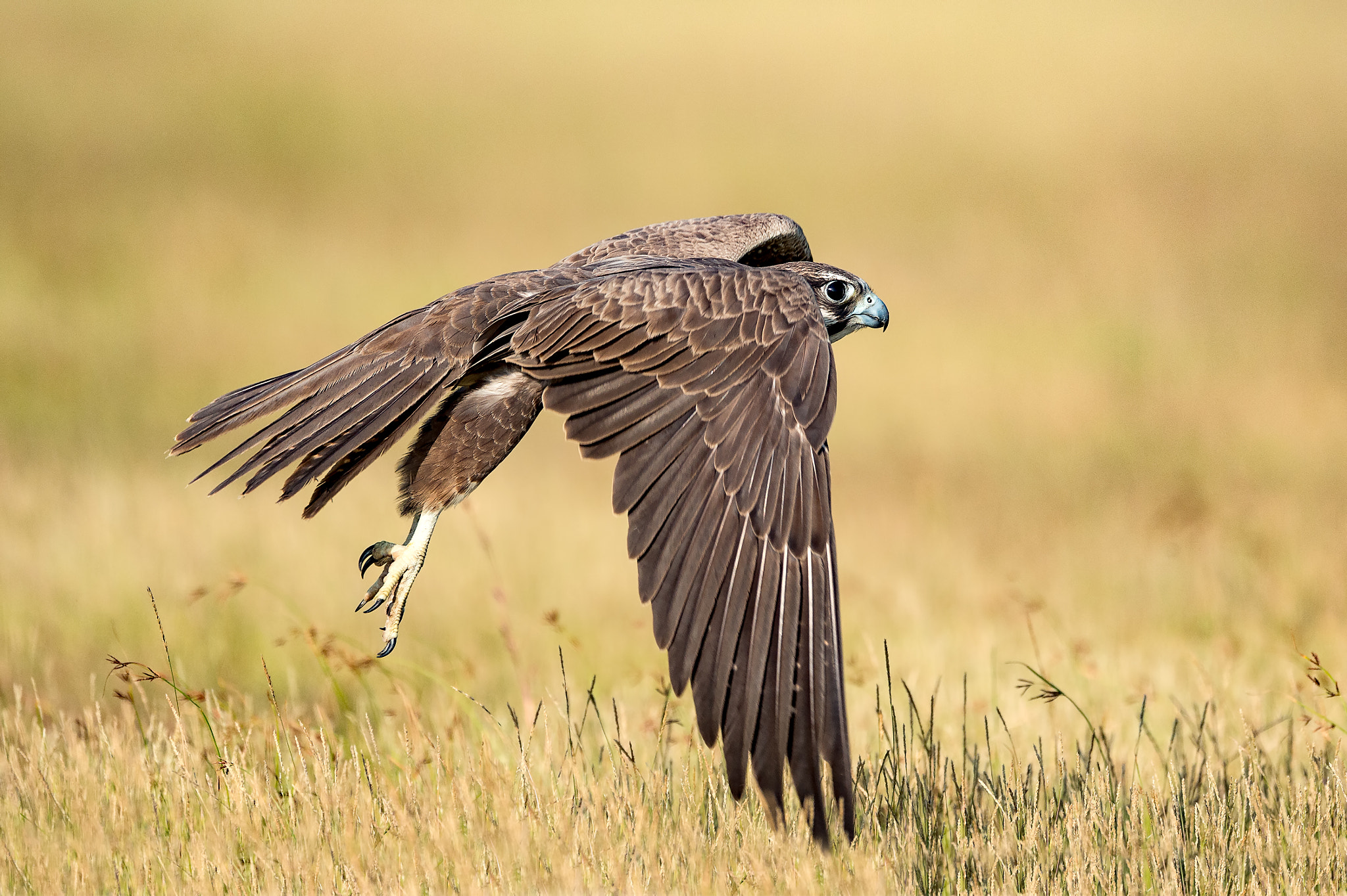 Nikon D4S + Nikon AF-S Nikkor 600mm F4E FL ED VR sample photo. Laggar falcon flight  photography