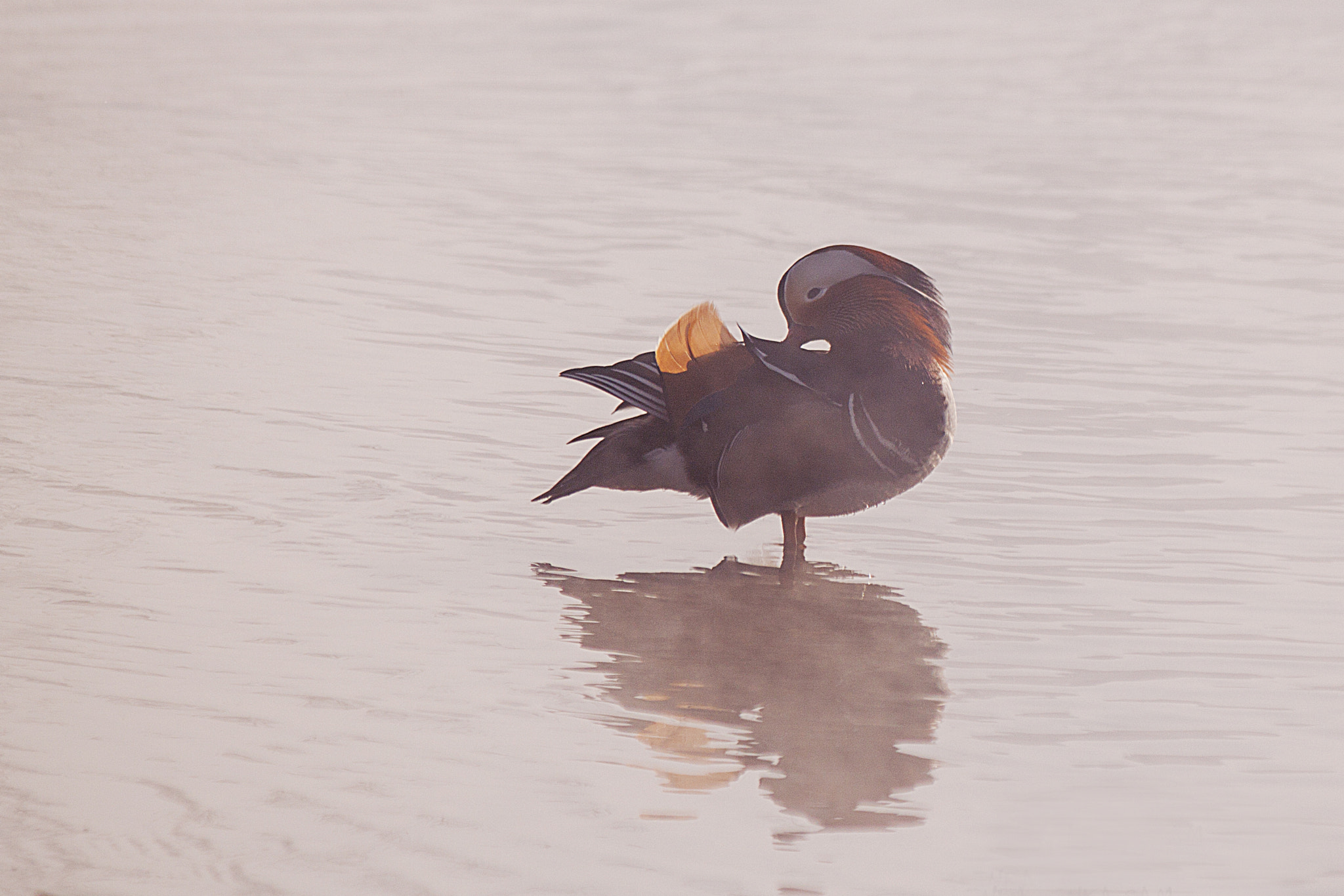 Canon EF-S 55-250mm F4-5.6 IS sample photo. The mandarin duck photography
