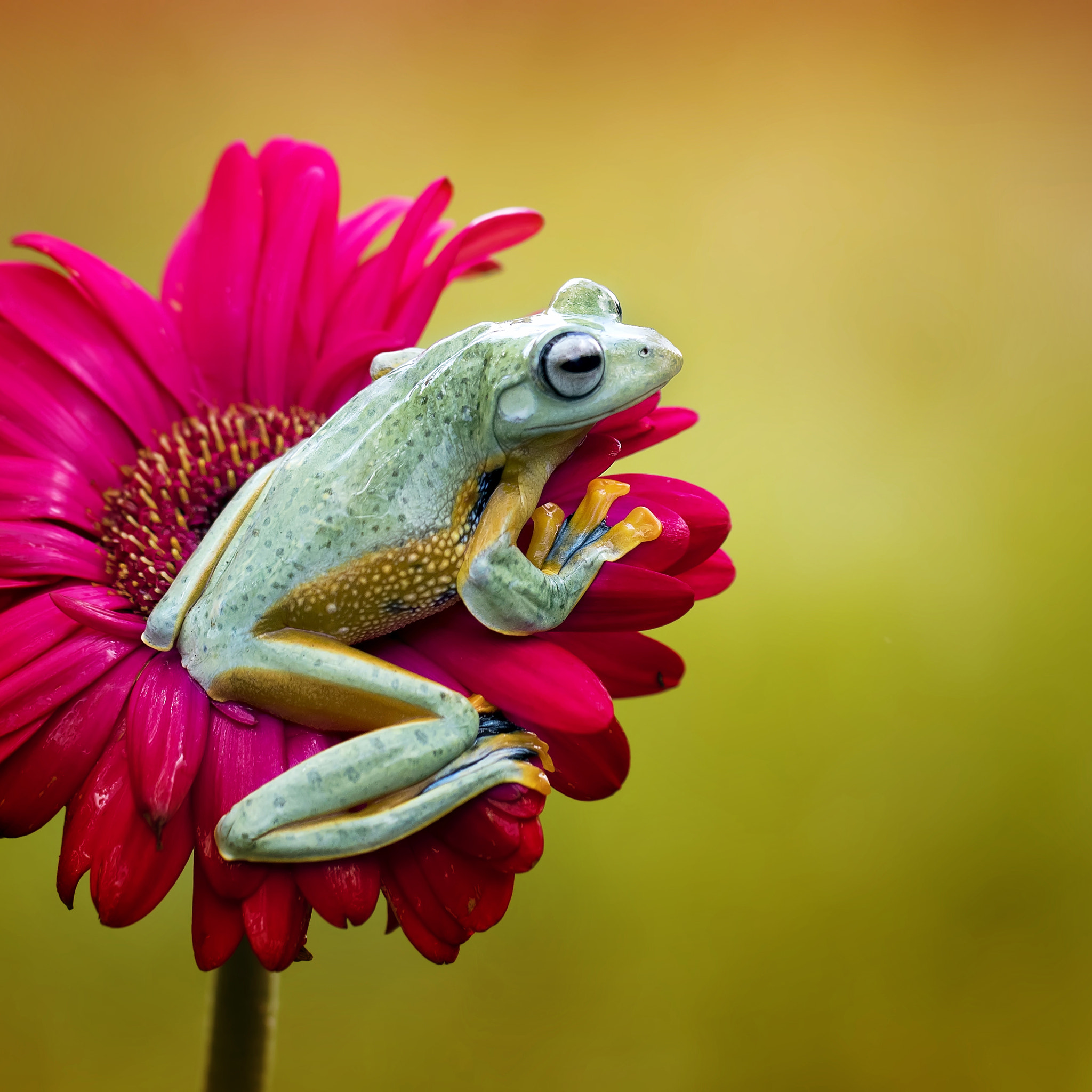 Canon EF 100mm F2.8L Macro IS USM sample photo. Side-posed frog photography