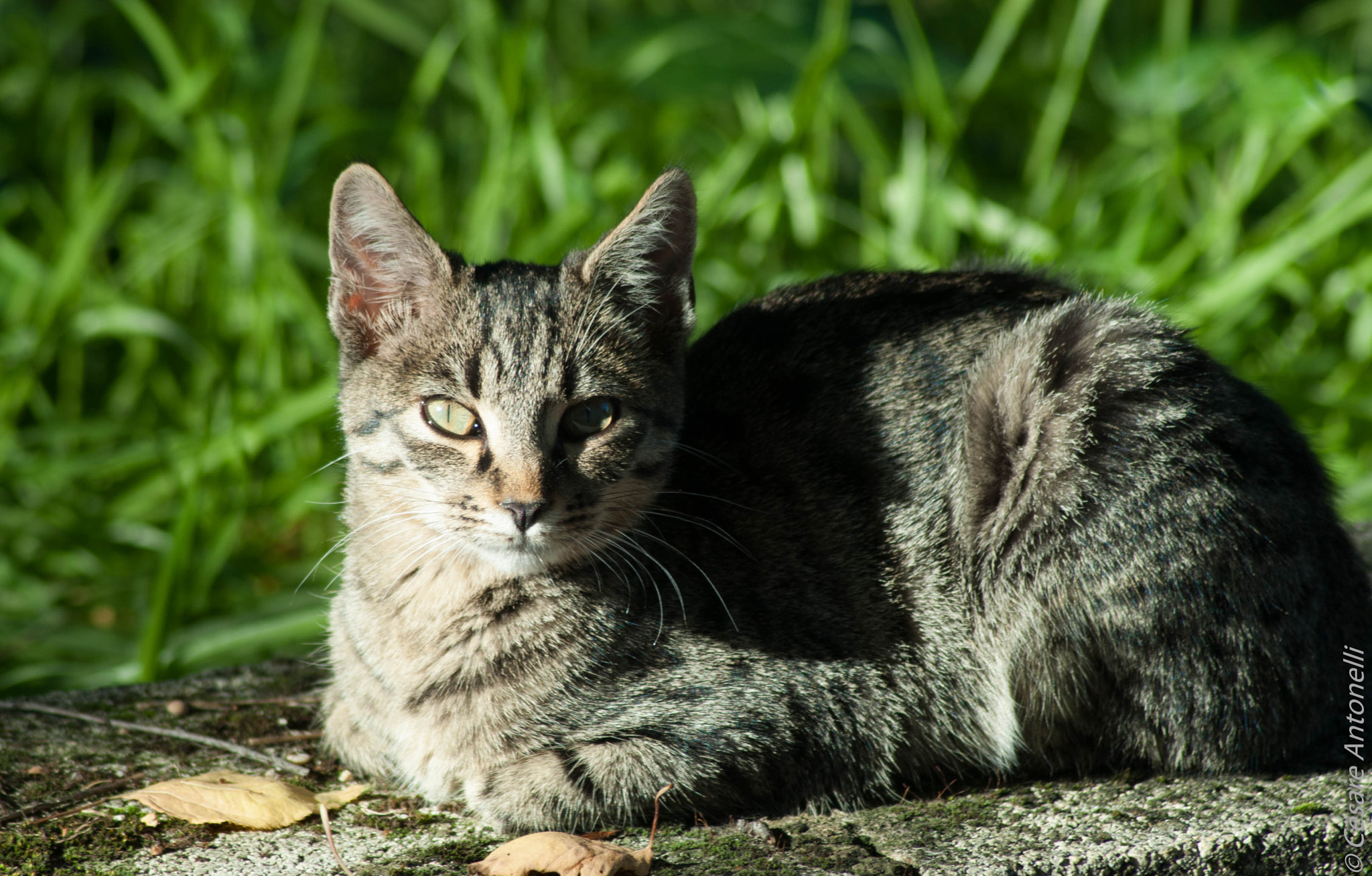 Nikon D200 sample photo. 30084531393.jpg photography