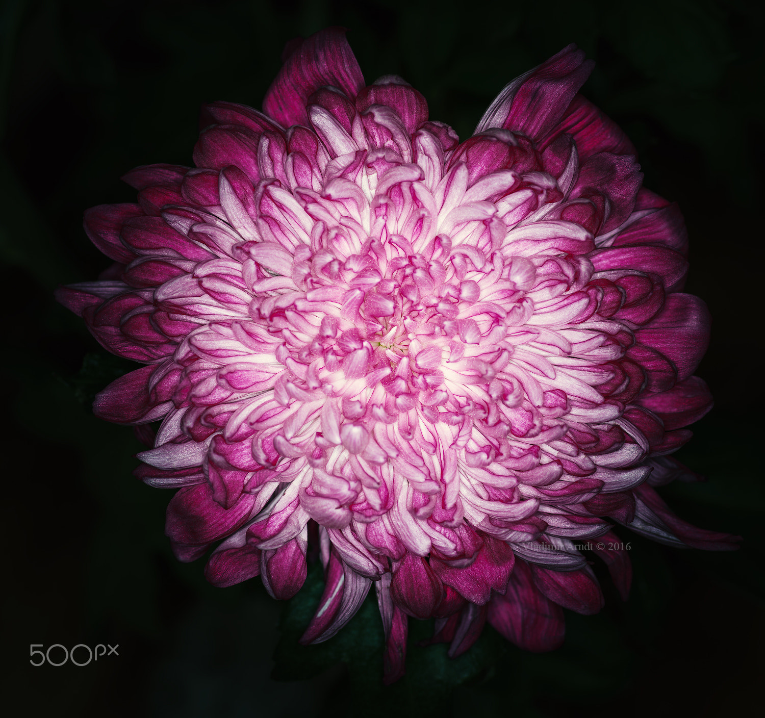 Tokina AT-X Pro 100mm F2.8 Macro sample photo. Pink flower. photography