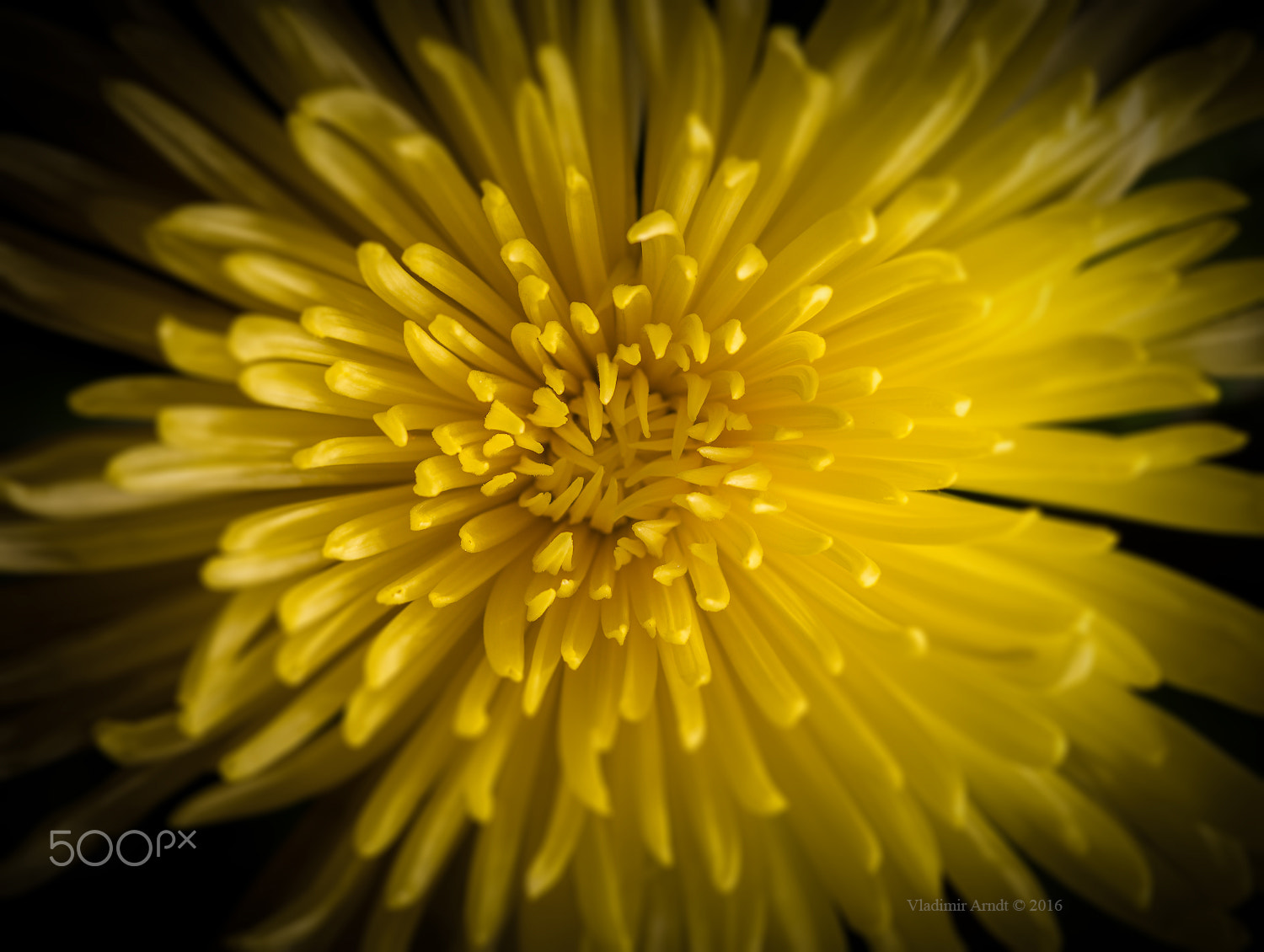 Nikon D800 sample photo. Yellow petals. photography
