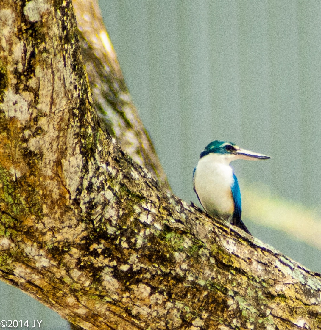 Nikon D70 sample photo. 12789457625.jpg photography