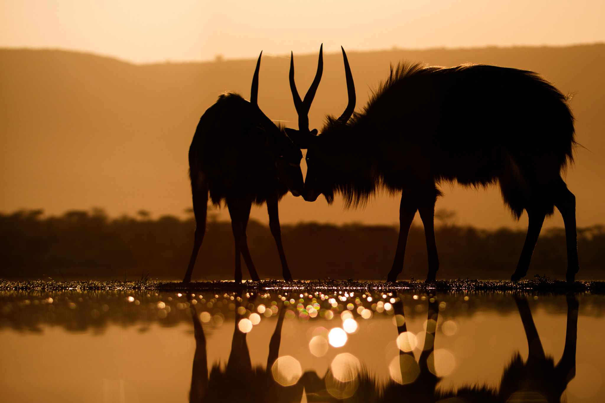 Canon EF 70-200mm F2.8L USM sample photo. Nyala photography