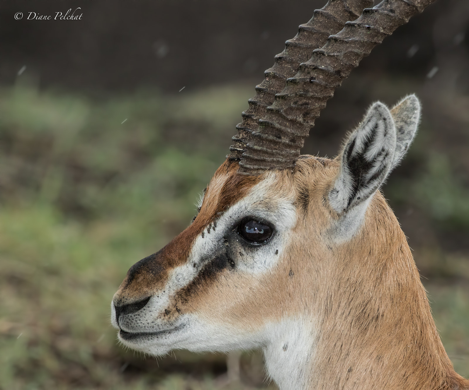 Canon EF 300mm F2.8L IS II USM sample photo. Portrait of the thompson's gazelle photography