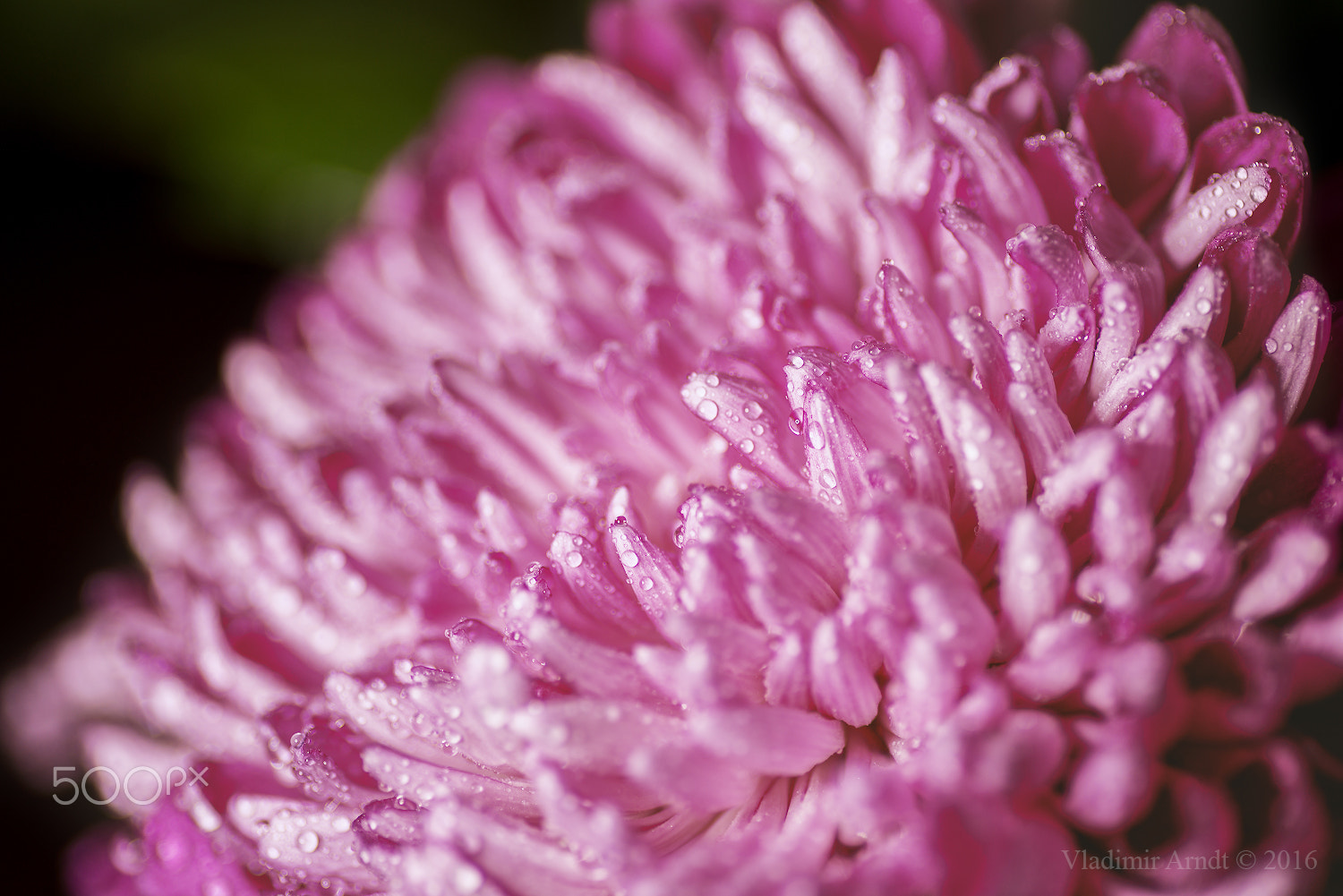Nikon D800 sample photo. Water drop on pink petals. photography