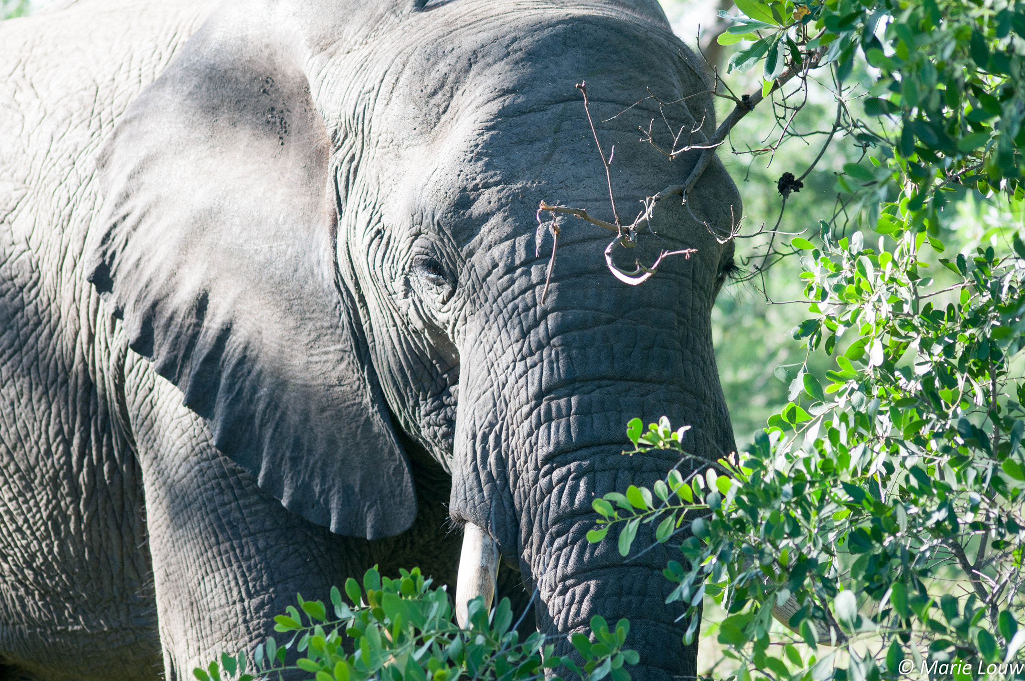 Sigma 70-300mm F4-5.6 APO DG Macro sample photo. Elephant photography