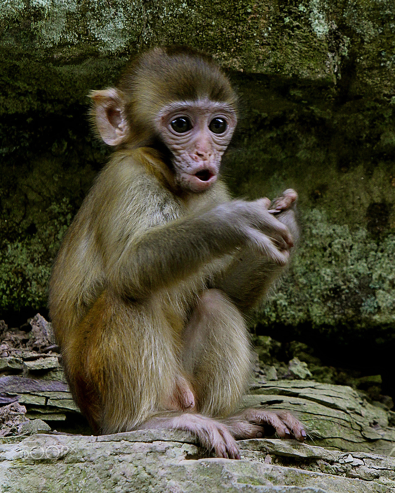 Canon EF 70-200mm F2.8L IS USM sample photo. Golden whip stream - macaque baby photography