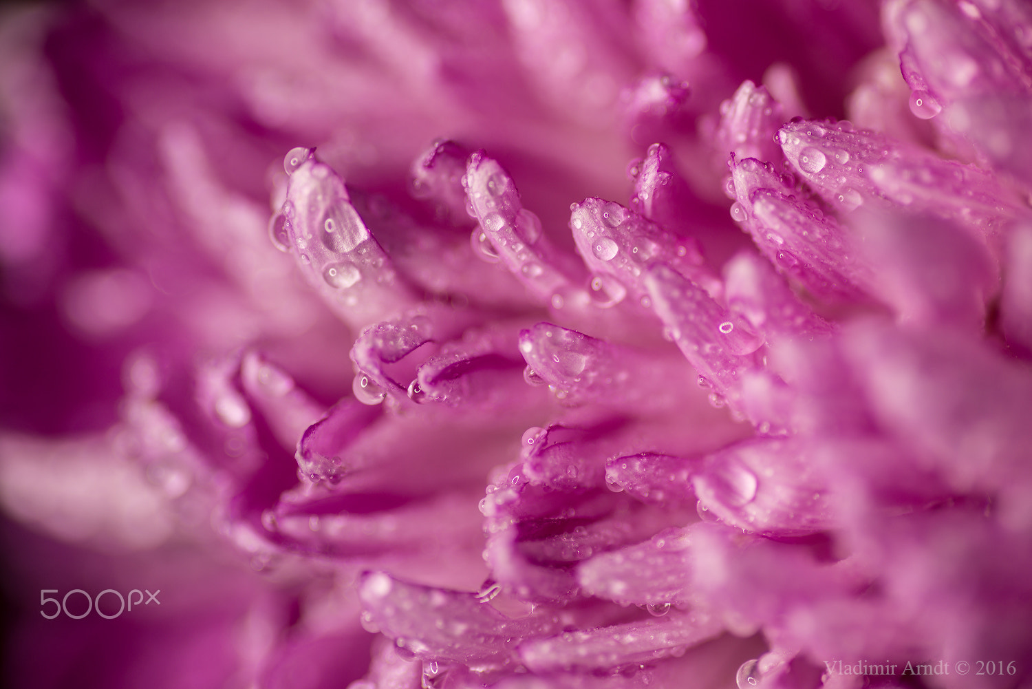 Nikon D800 + Tokina AT-X Pro 100mm F2.8 Macro sample photo. Water drop on pink petals. photography