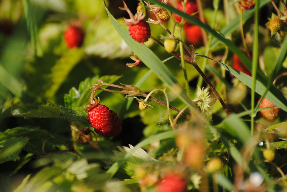 Nikon D3000 sample photo. Wildstrawberry photography