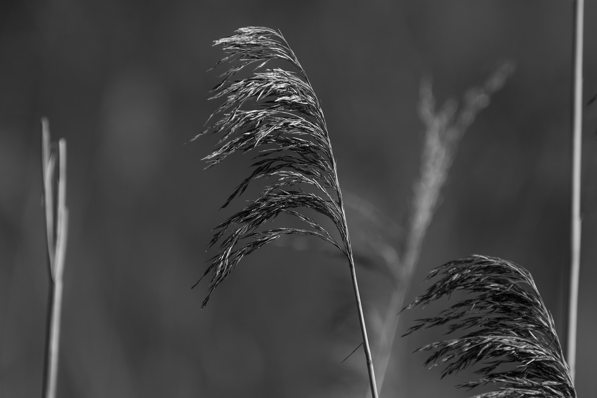 Nikon D5500 sample photo
